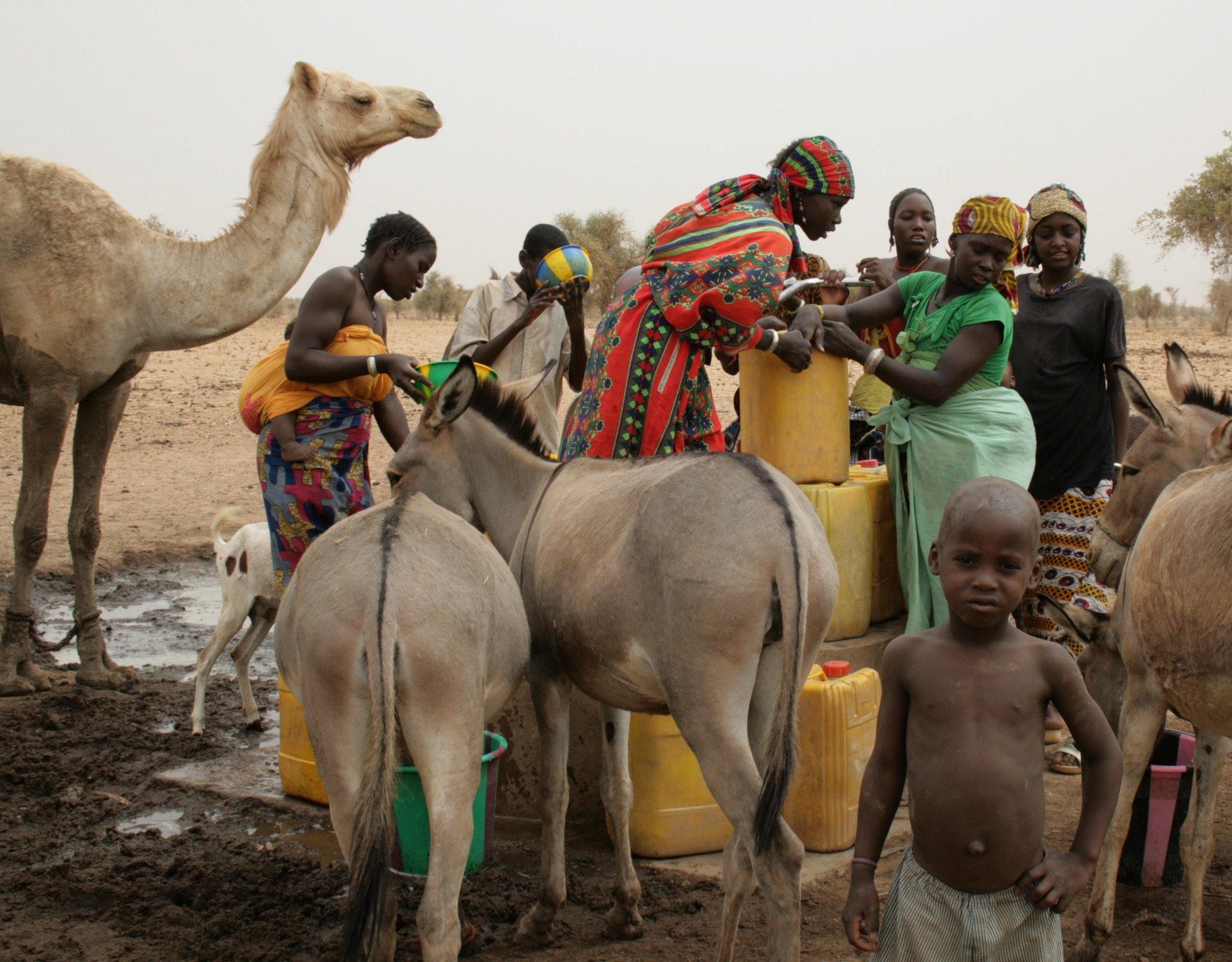 Animals gather around a pump as women fill jerry cans with water to take to their homes some 15km away. Dori, northeastern Burkina Faso. April 2010