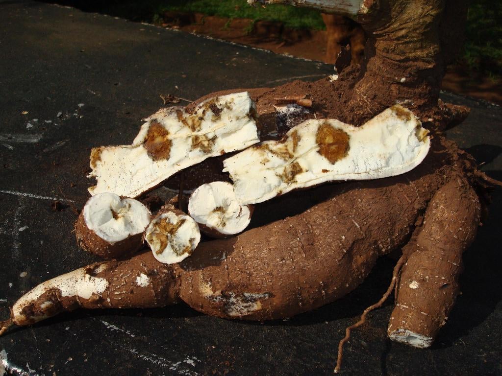 A root that looks promising can turn out to be disappointing with the virulency of the new Cassava Brown Streak Disease. CBSD is threatening food insecurity in much of Uganda as the disease spreads very fast