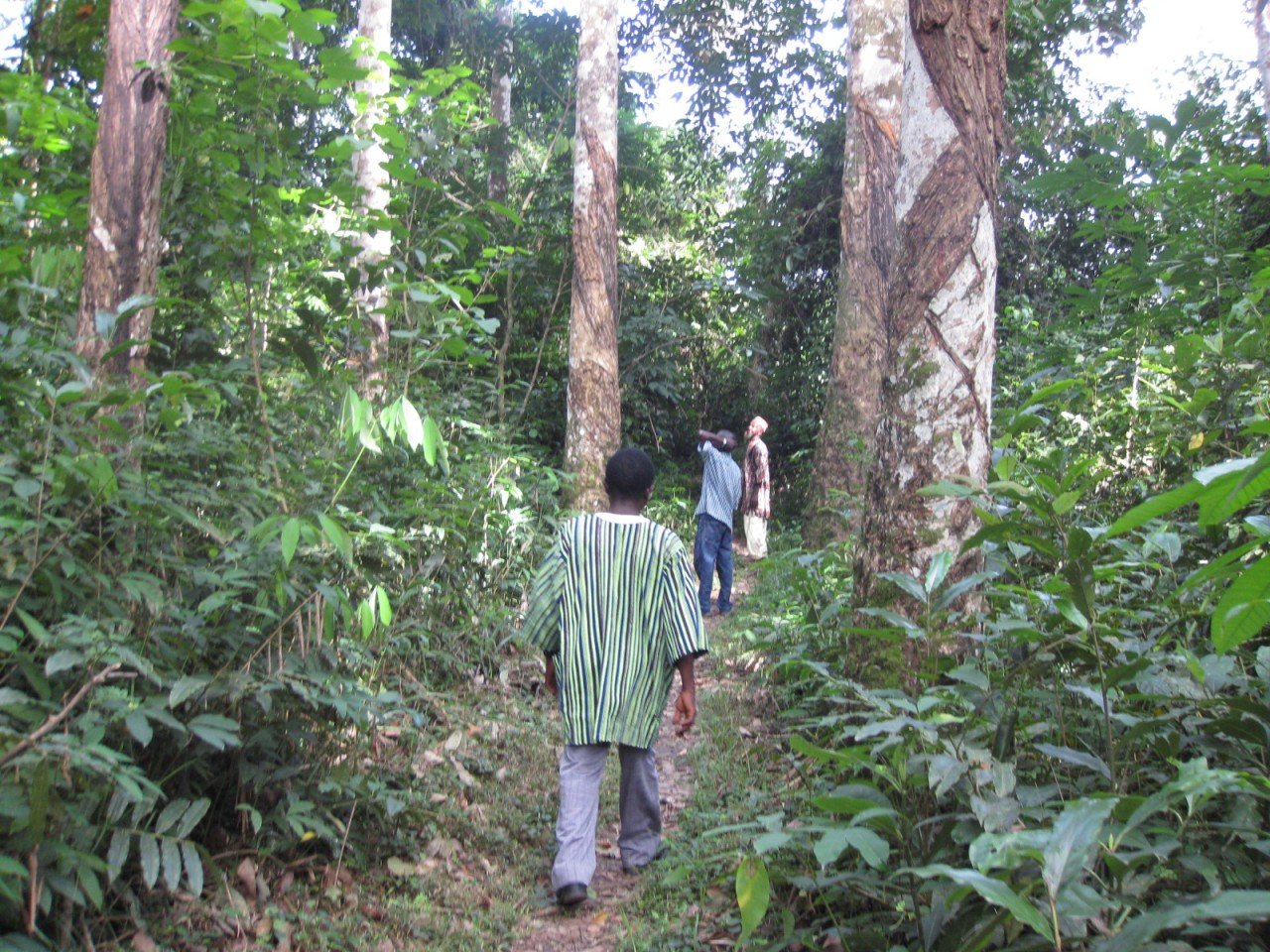 Old rubber trees