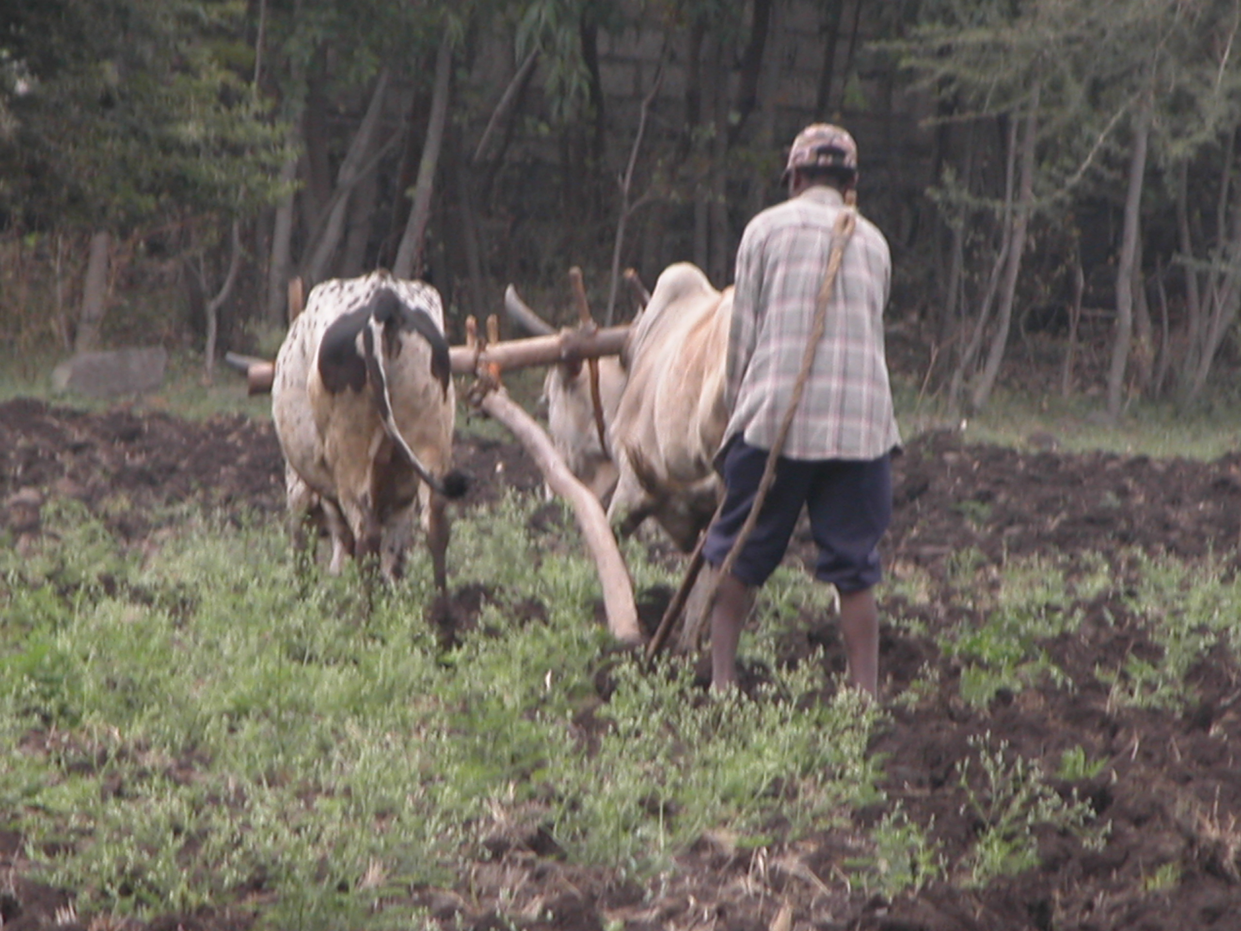 Small-scale farmer in the Amhara region