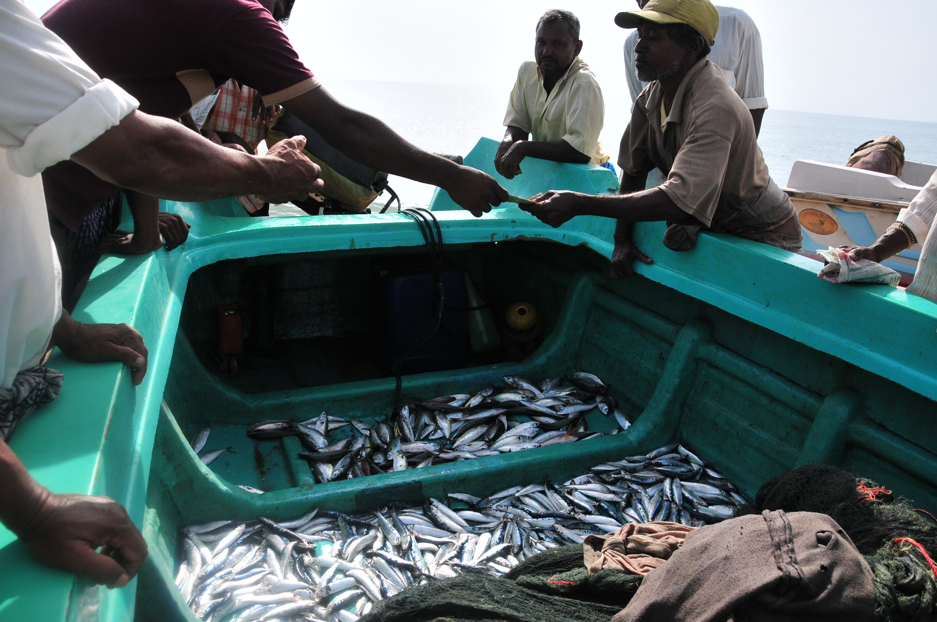 Fishermen in northern Sri Lanka surveying a day's catch. The fishing ...