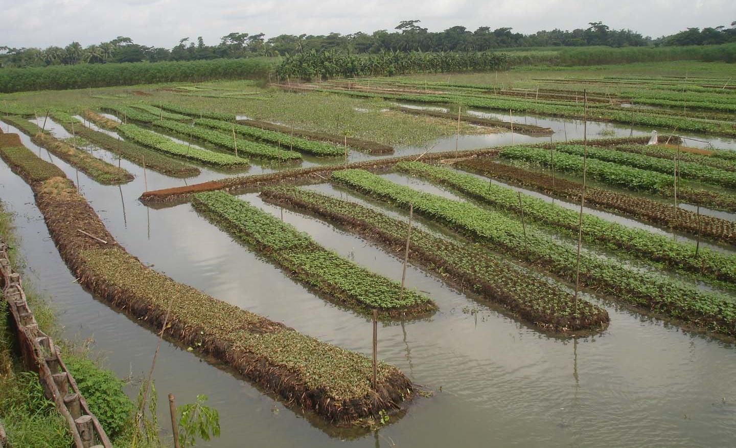 Floating farms are 10 times more productive than land-based farms, experts say Floating farms are 10 times more productive than land-based farms, experts say