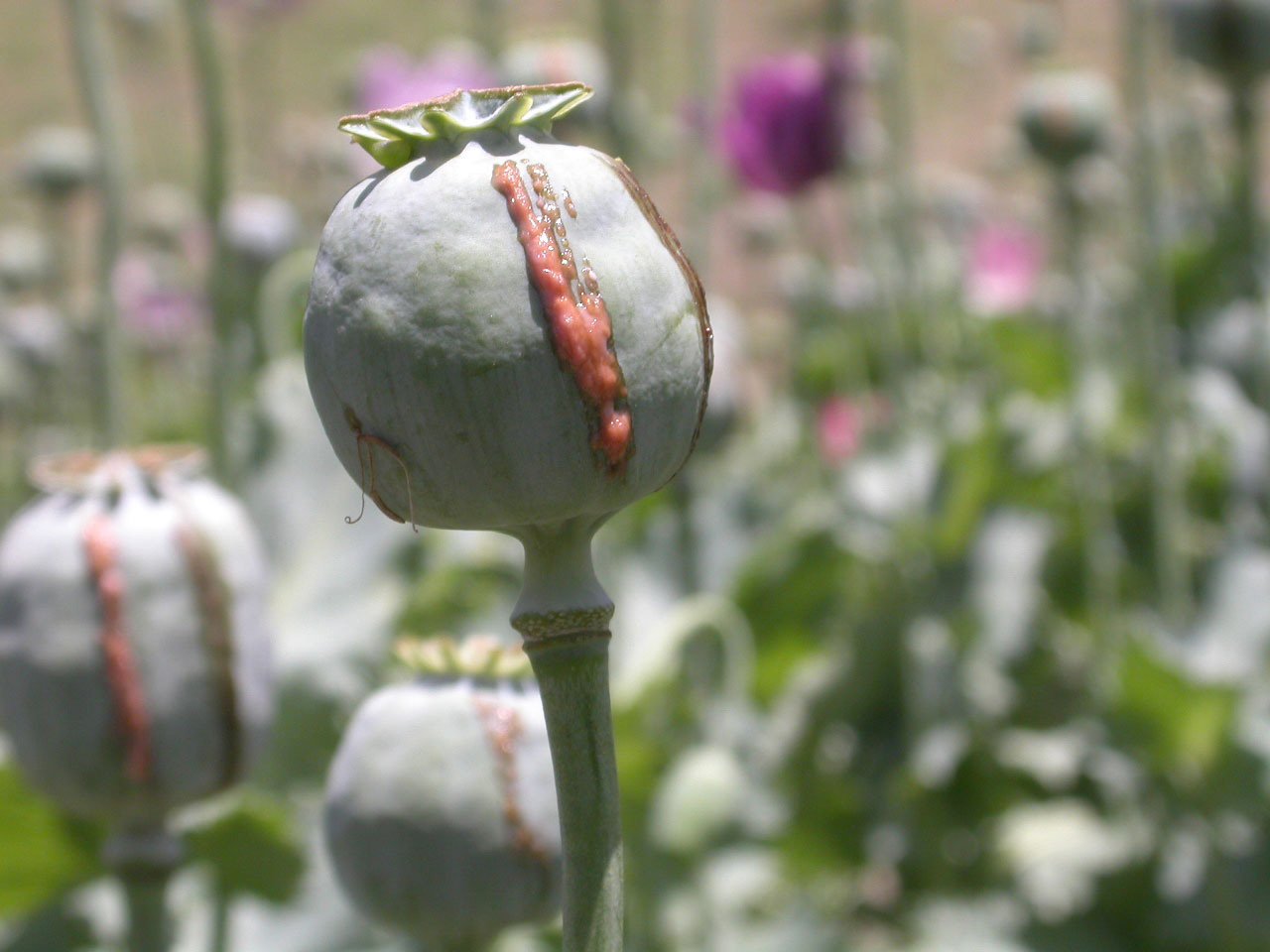 The poppy capsule which is harvested, Afghanistan, 2 August 2004. As soon as the capsule is lanced the heroin sap starts to emerge