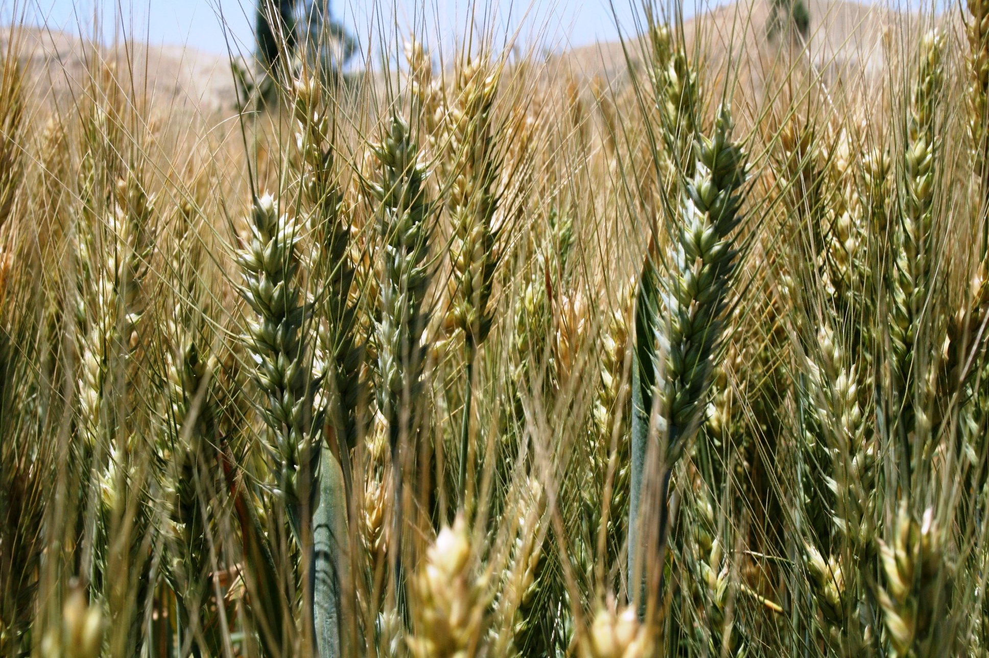 Fungus-resistant wheat seed can protect crops against diseases