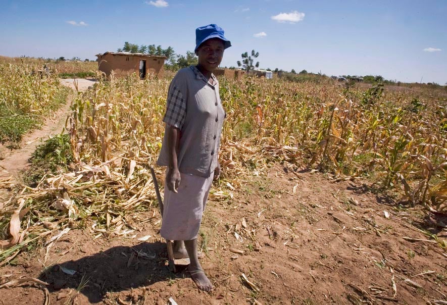 A woman stands outside her temporary home and dried up maize crop in Epworth, Harare, Zimbabwe. Like thousands of other Zimbabweans her family has been forced to move to Epworth and build a temporary home as ongoing economic problems throughout Zimbabwe m