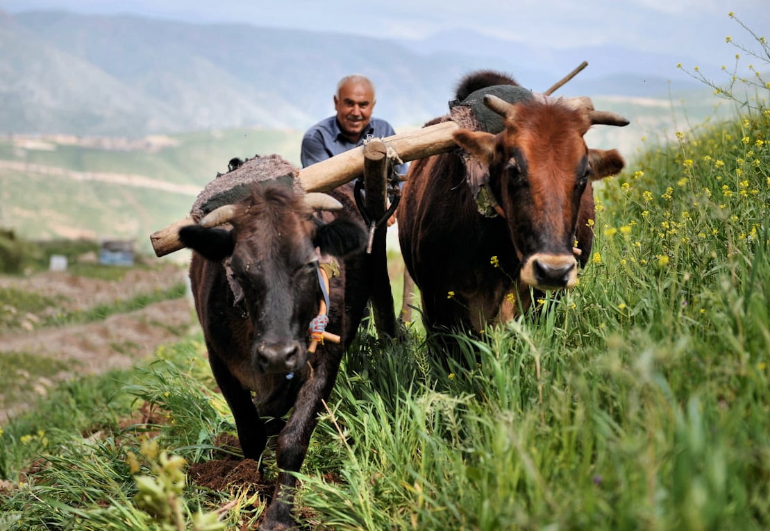 A farmer in Sulaimaniya, Iraq