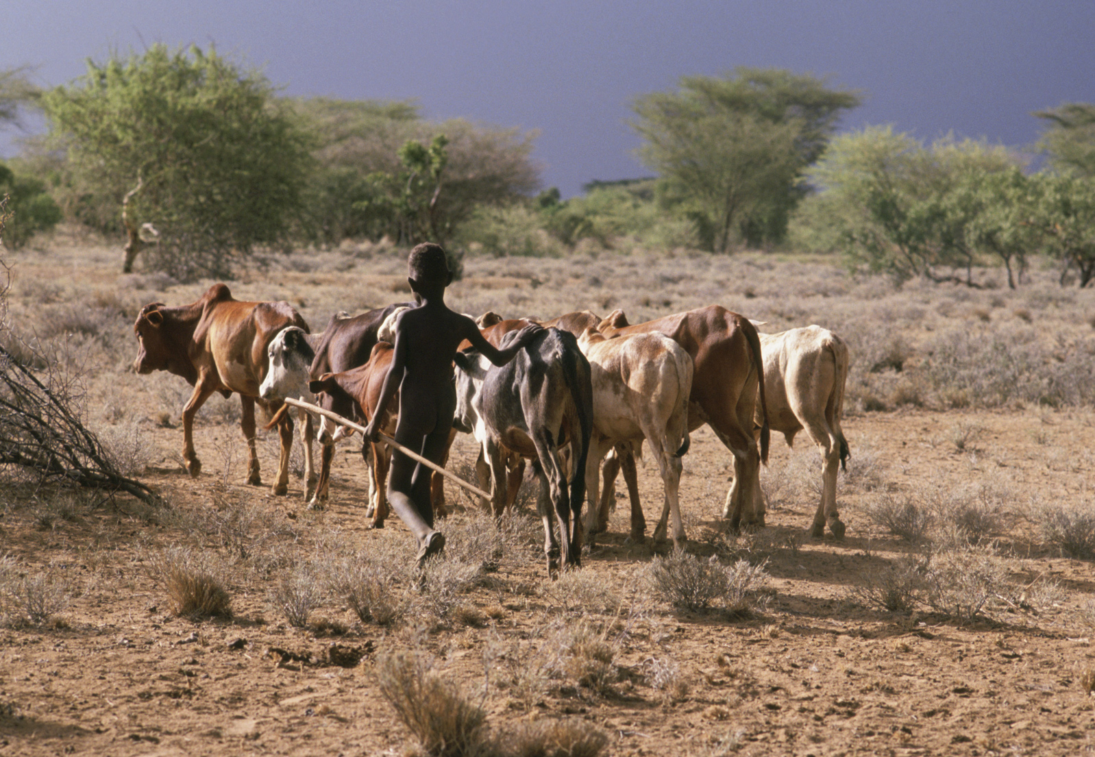 A Turkana boy herds his family's cows in Kenya