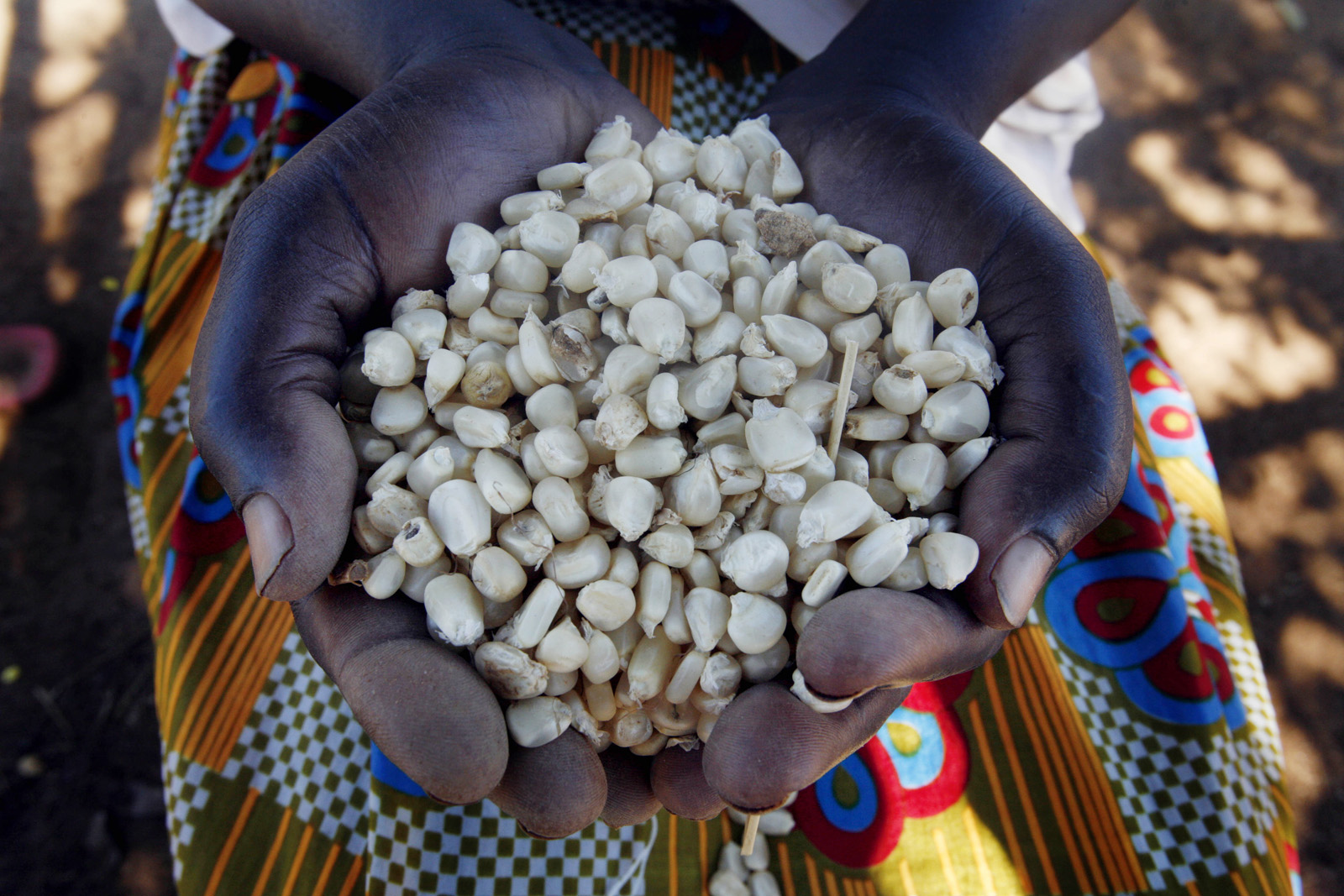 Beatrice Asekenye holds up a handful of newly dried maize in her home in the town of Katakwi, Uganda