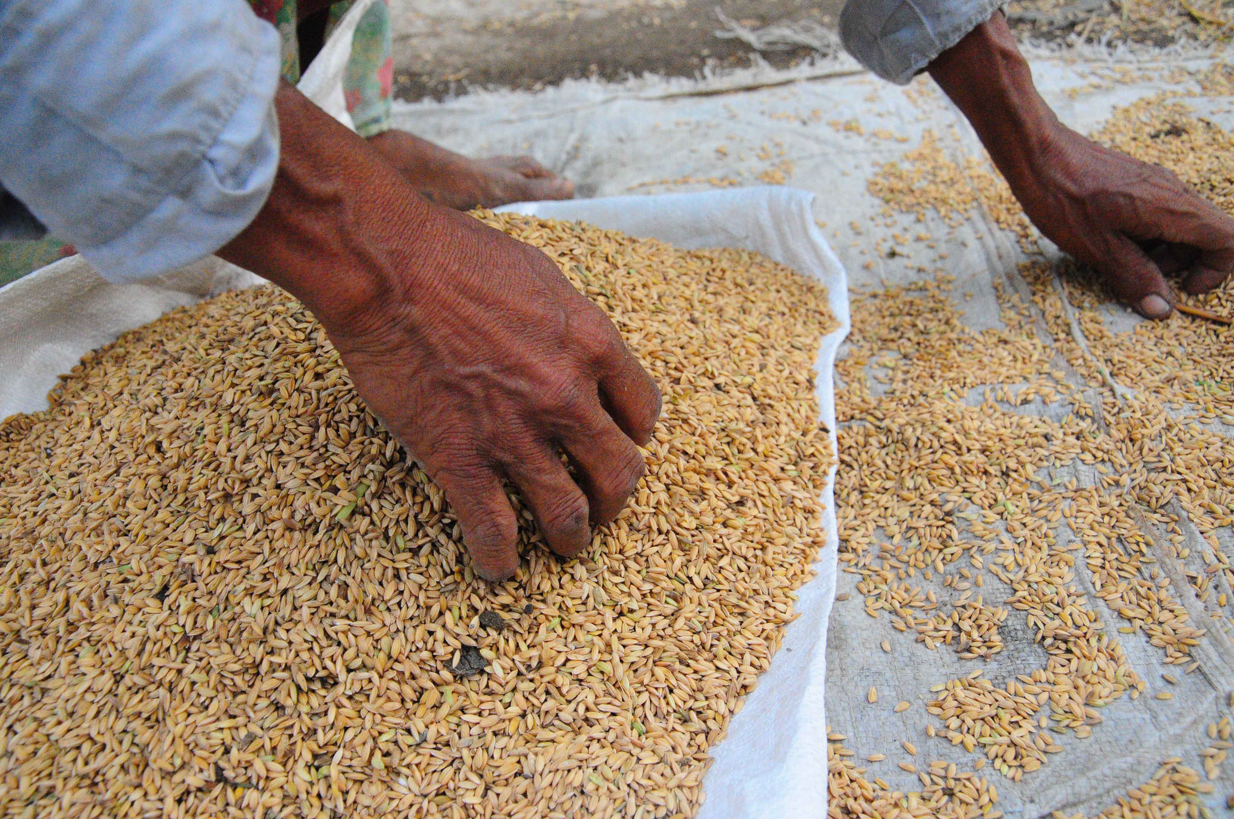 Sri Lanka will lose over 1m metric tons from its projected paddy harvest due to floods. The country was badly hit by heavy rains in January and February 2011 