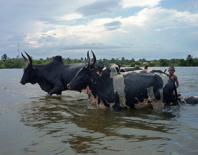 Zebu cattle. For generic use