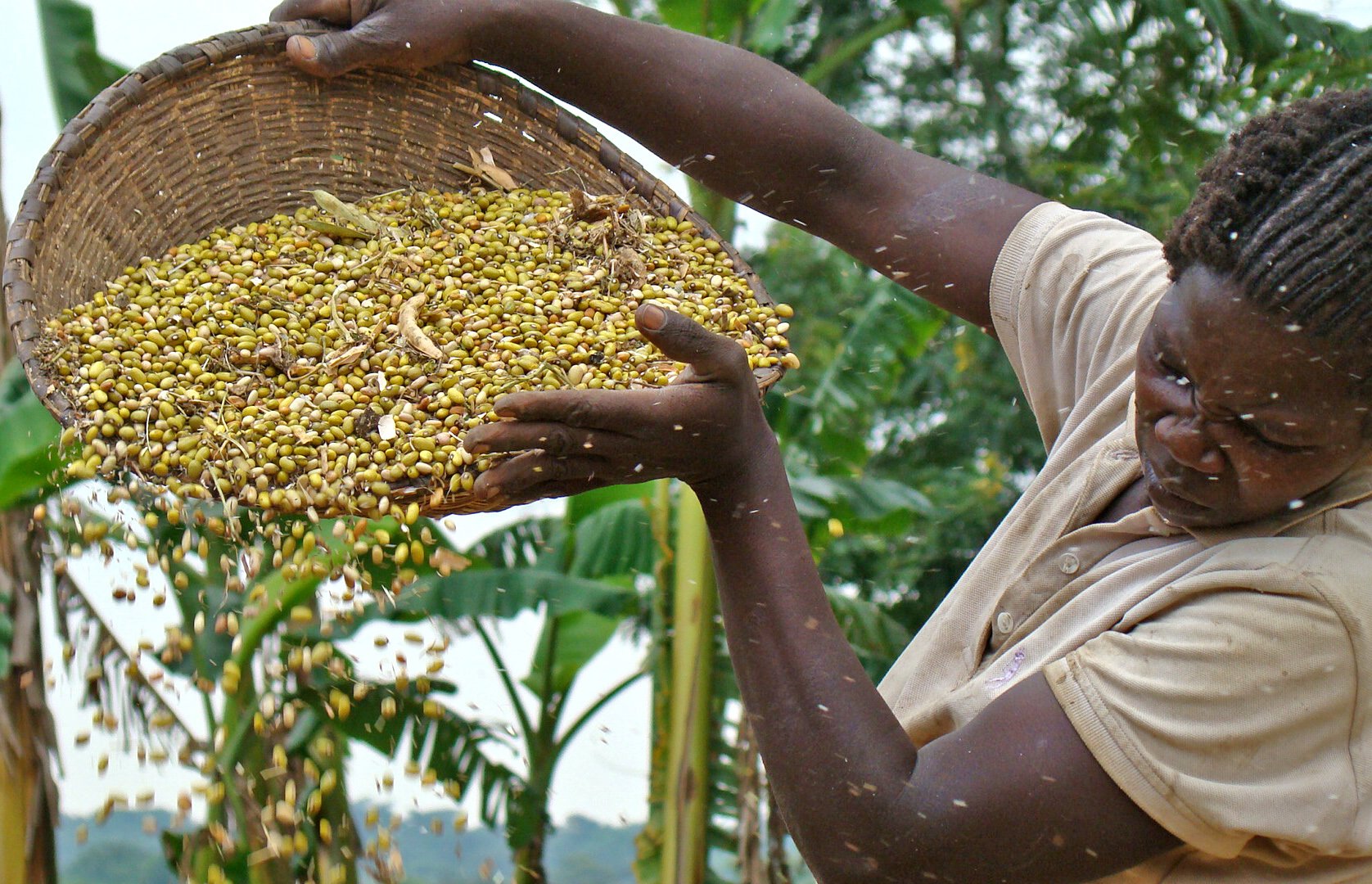 A farmer winnows her beans harvest in Nwoya district, Uganda