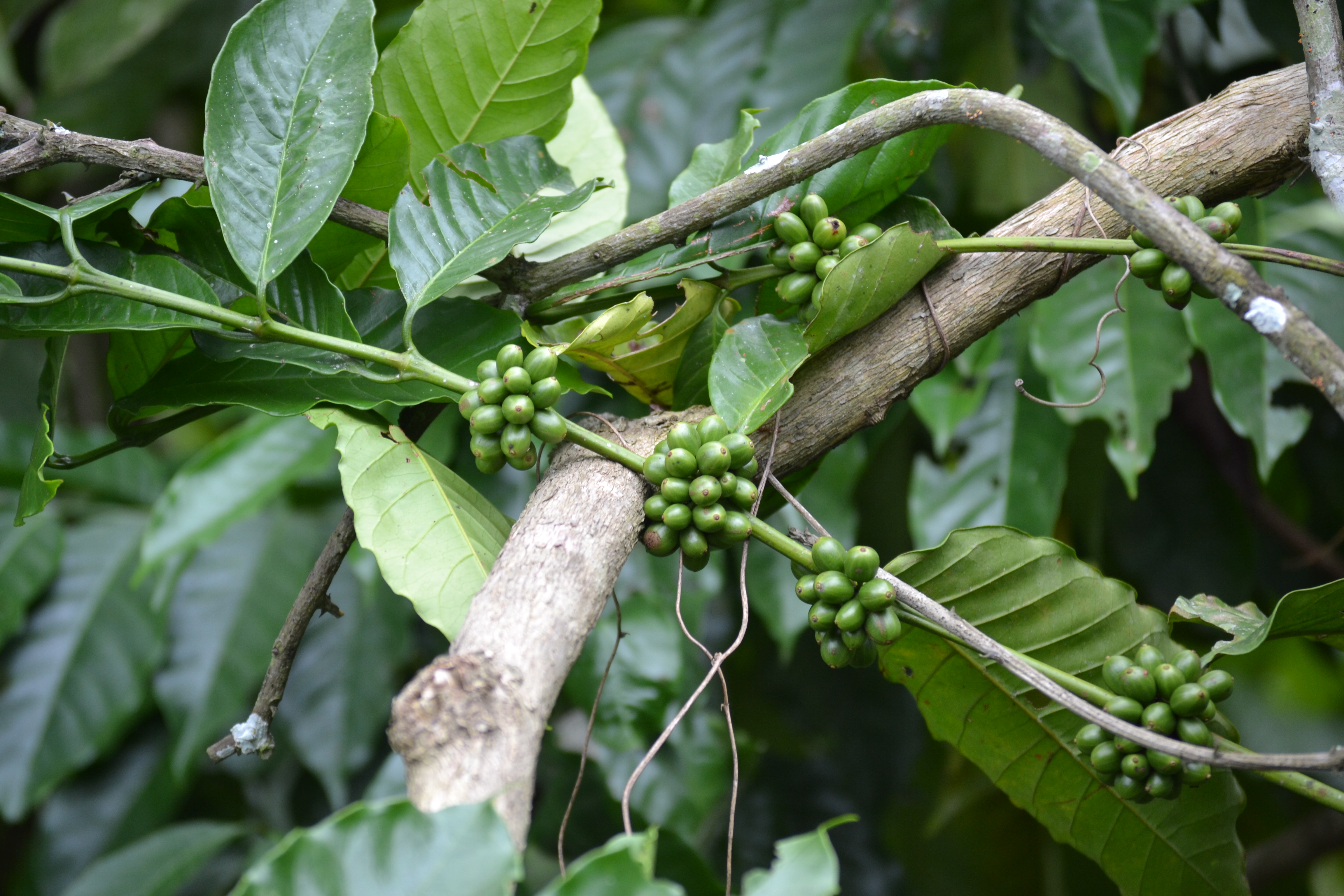 Coffee in western Côte d’Ivoire between the town of Duékoué and the village of Toa Zéo. July 2011