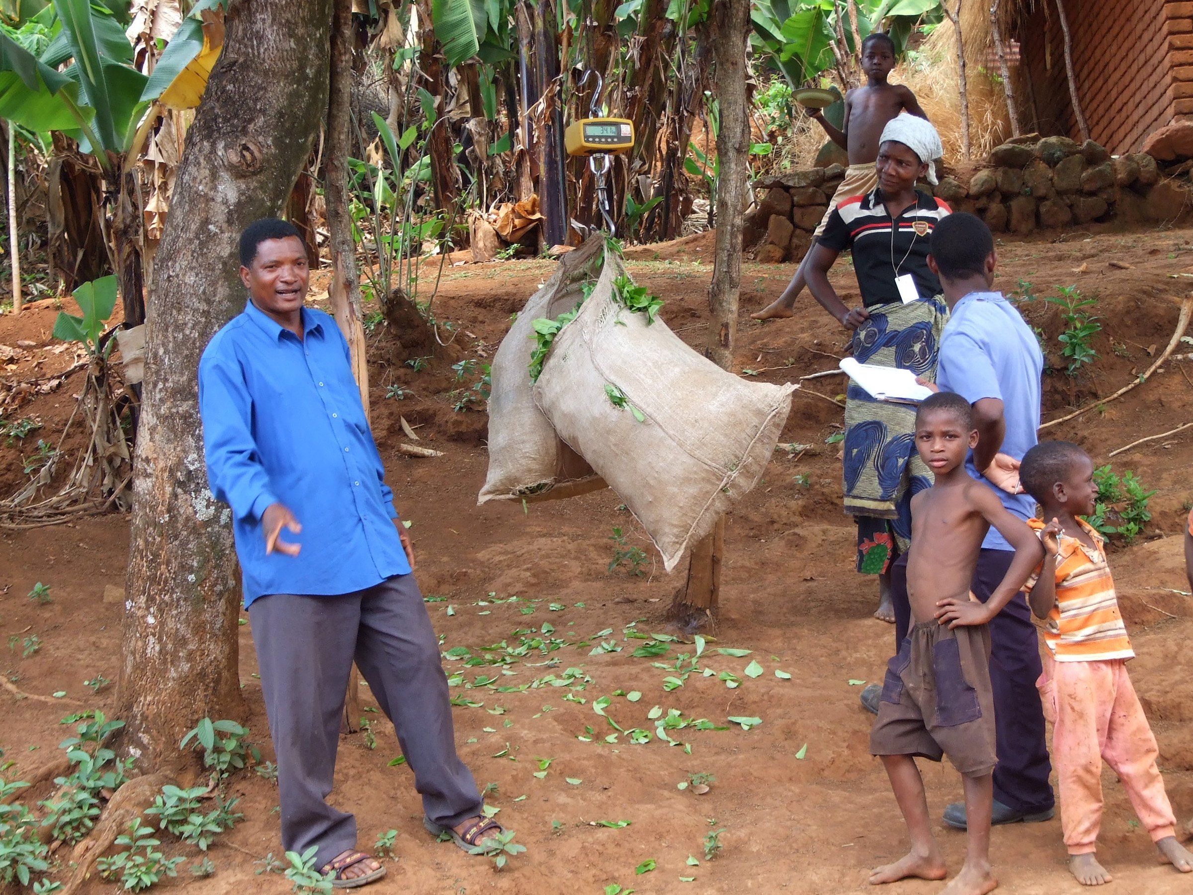 Sukambizi Association Trust smallholders weighing their green leaf in Malawi