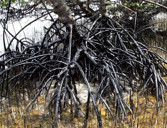 Oil damaged mangrove in Gbaramatu Kingdom, Warri, Niger Delta