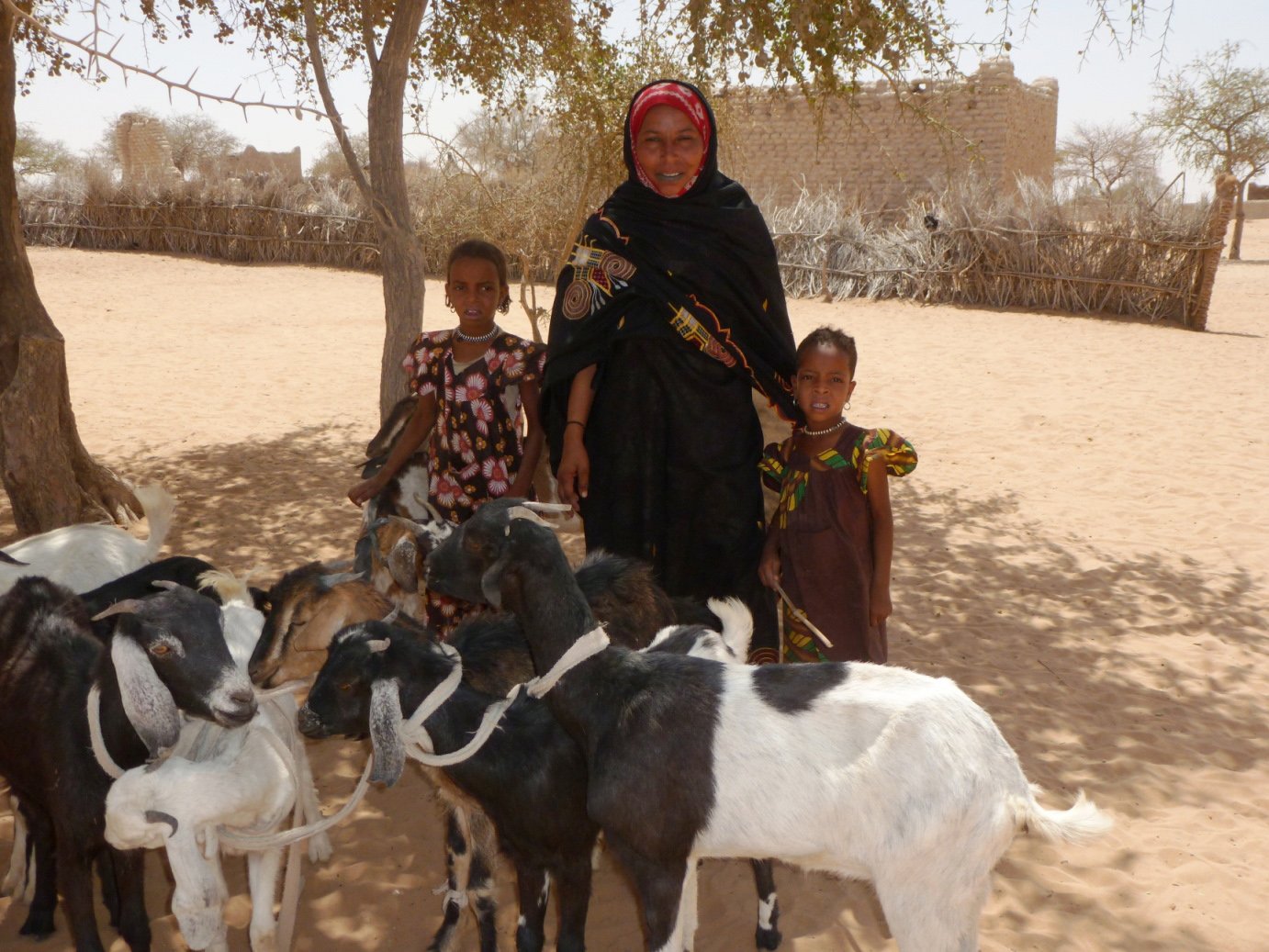 Women in Eri Toukoul village near Mao in Kanem Region, western Chad have received goats to help them get through the food crisis that they are currently experiencing. Recurring drought has killed off most of the animals in the village over recent years