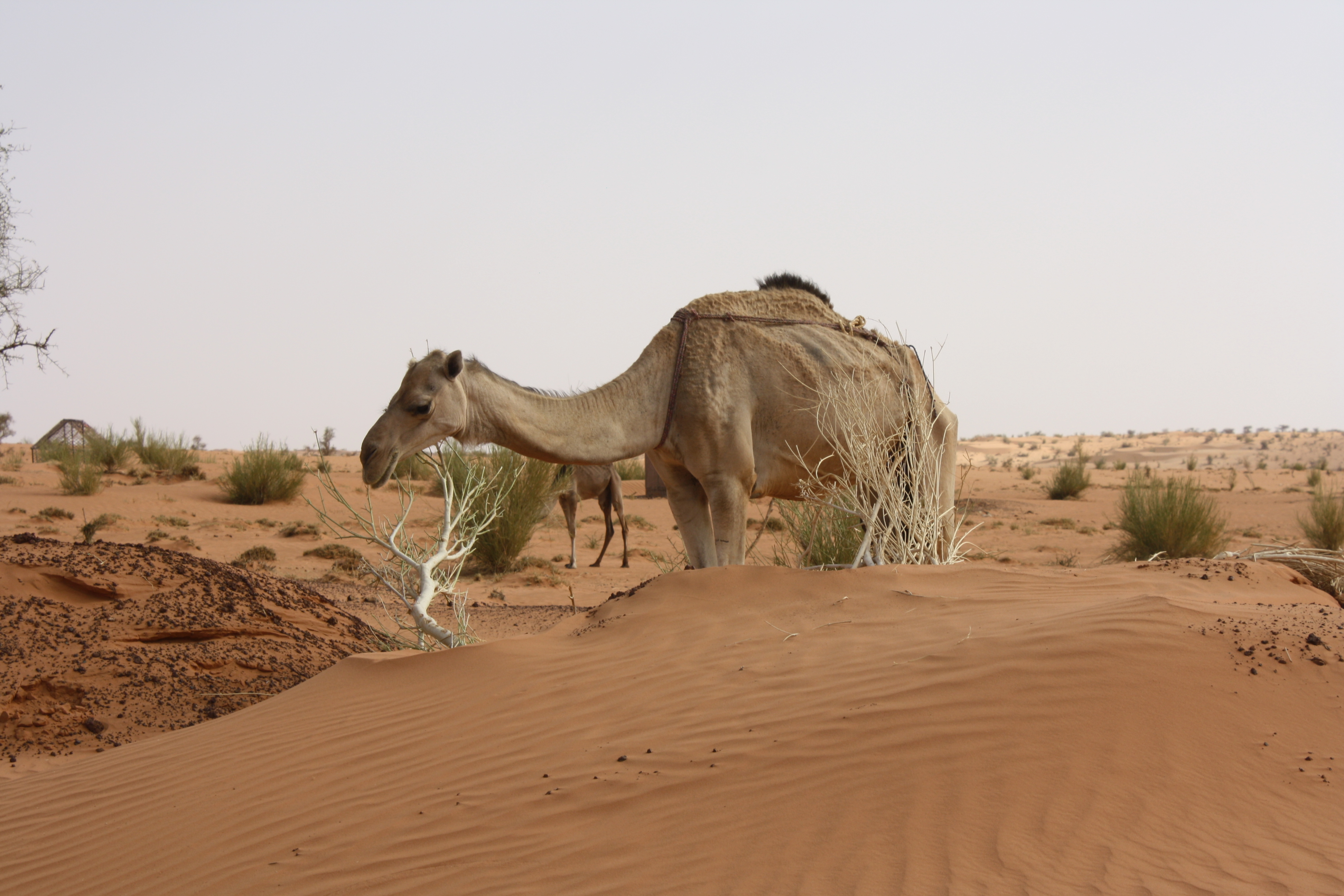 Even camels have not been spared by the drought in Mauritania