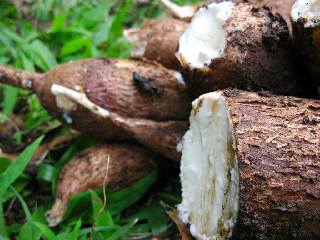 Cassava tubers. For generic use