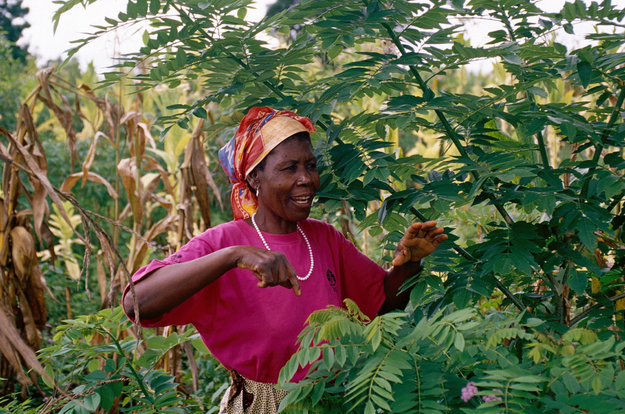 Gliricidia helps maize grow without fertilizer