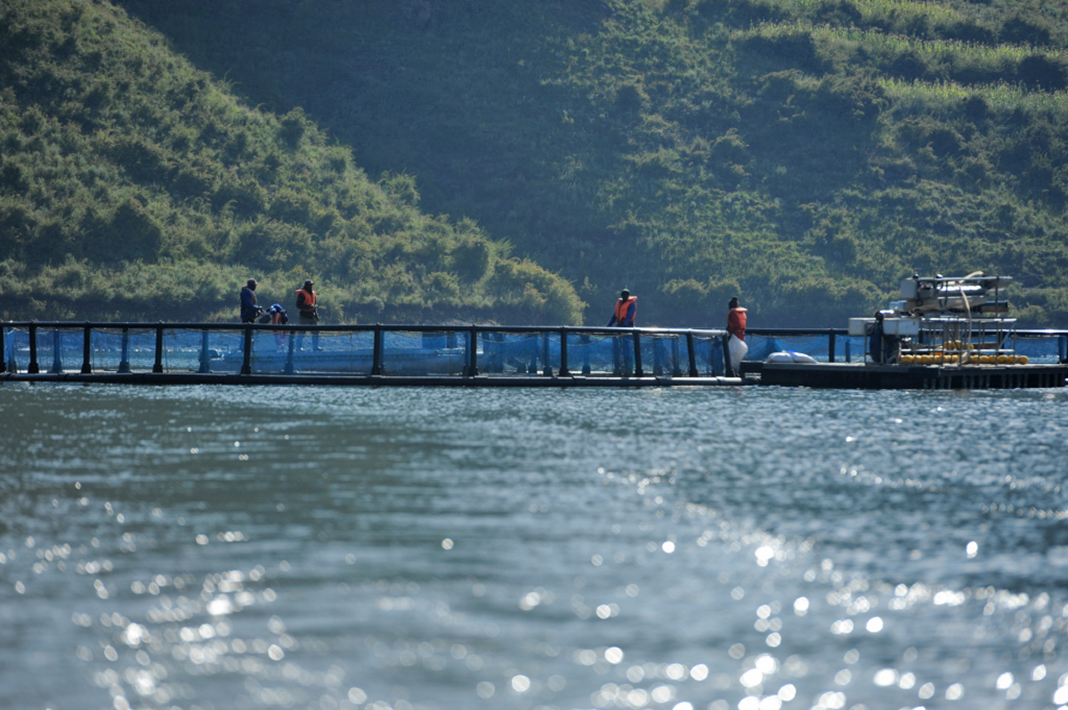 Fish pens on Lesotho’s Katse dam used to farm rainbow trout