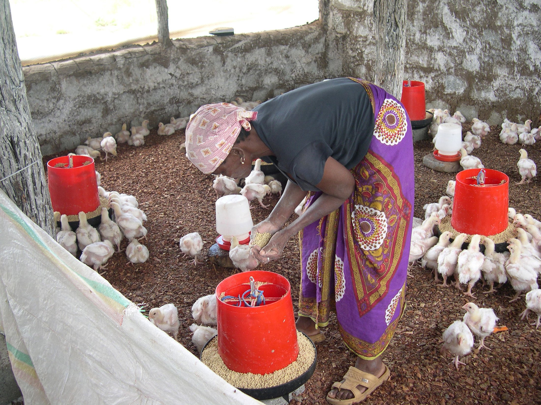 Luisa Antonio was among 5,000 people in Mozambique’s northwestern Tete Province resettled by Brazilian mining company, Vale. The company has paid for the start-up costs of a poultry breeding business, but she will have to repay the money