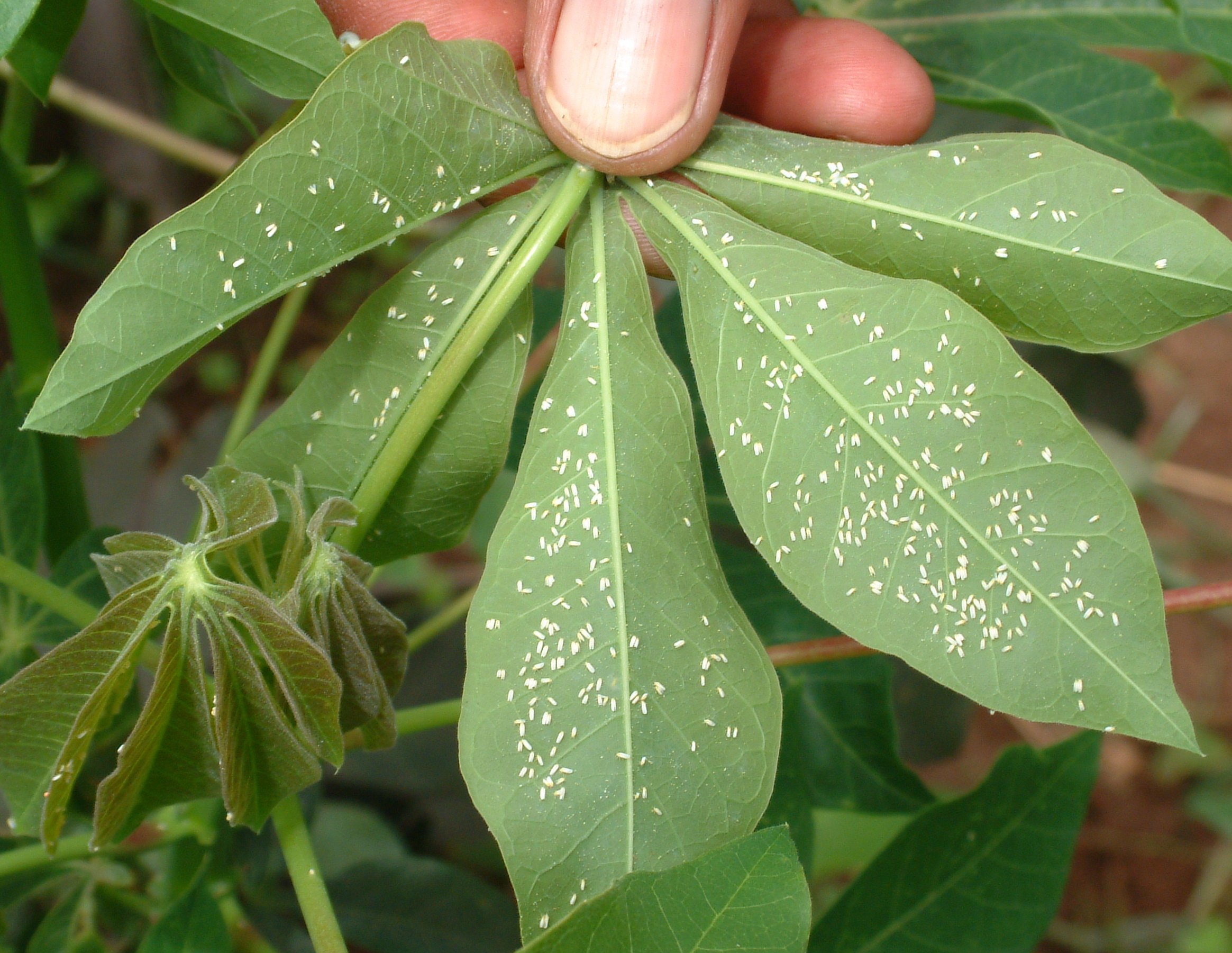 The super-abundant Bemisia tabaci - a whitefly on cassava in Africa