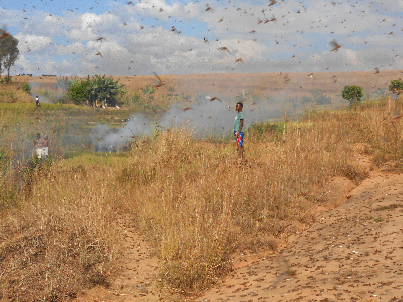 Communities trying to protect their fields from locusts using smoke