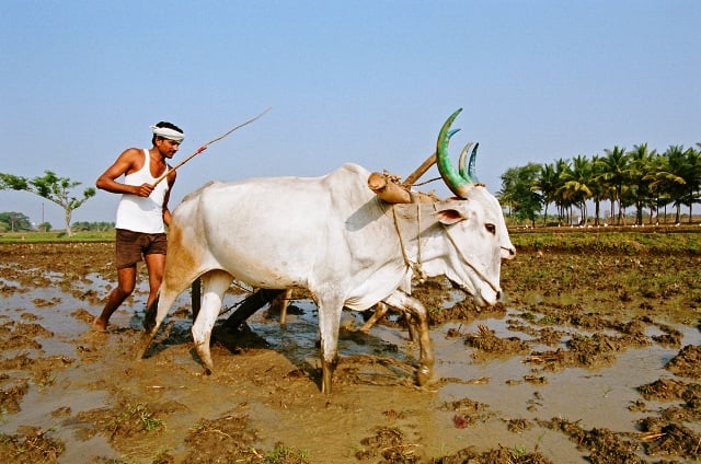 Comment s’attaquer à l’esclavage en Asie A bonded labourer in Mysore District in southwestern India. Although legally abolished in India in 1976, bonded labour remains prevalent