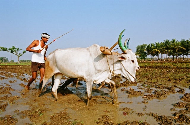 A bonded labourer in Mysore District in southwestern India. Although legally abolished in India in 1976, bonded labour remains prevalent