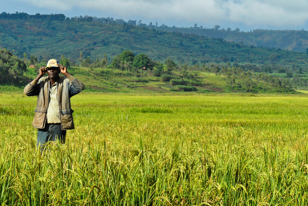 A farmer stands amidst a rice farm in Burundi, Africa