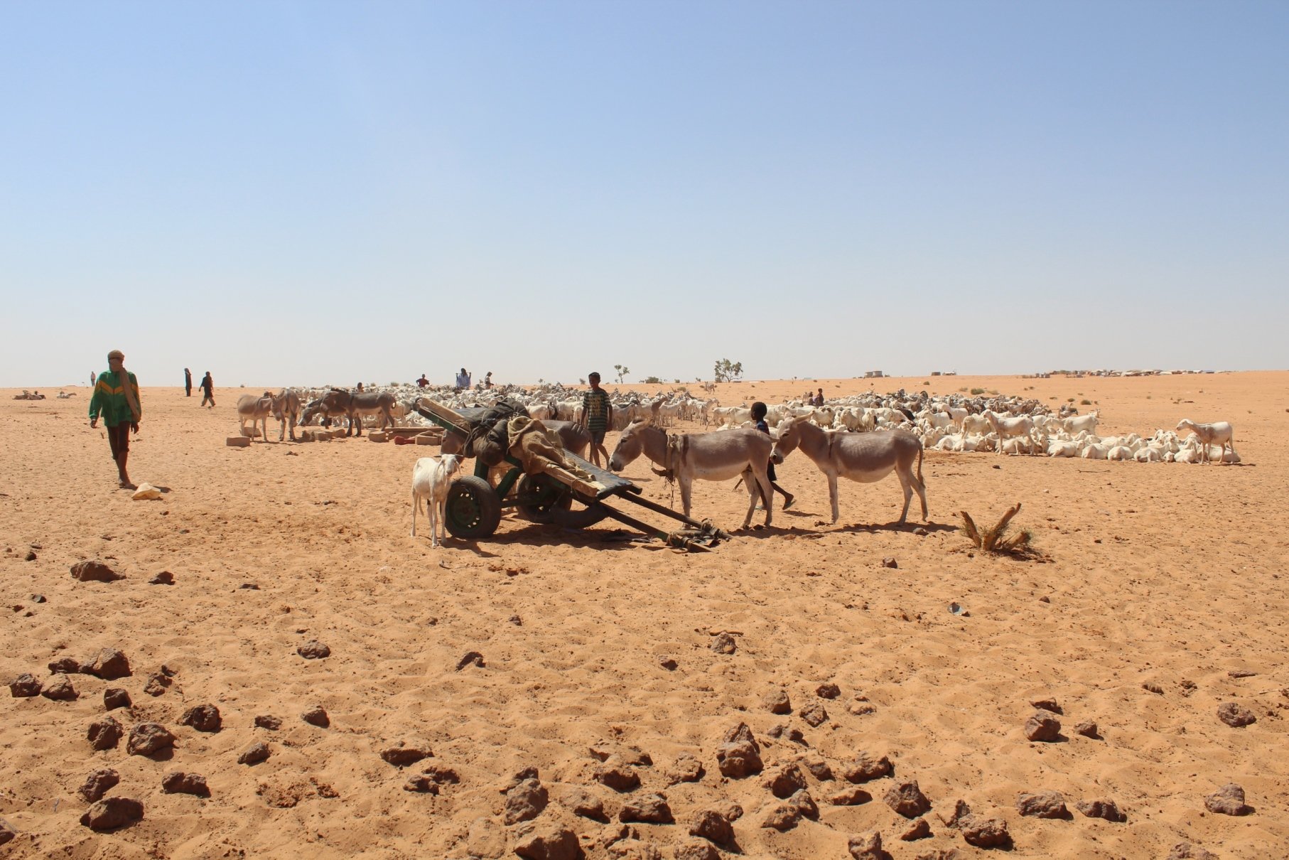 The area around Mbera refugee camp in eastern Mauritania has been denuded of plants or desert scrub as refugees have cut it down to cook their food. October 2013