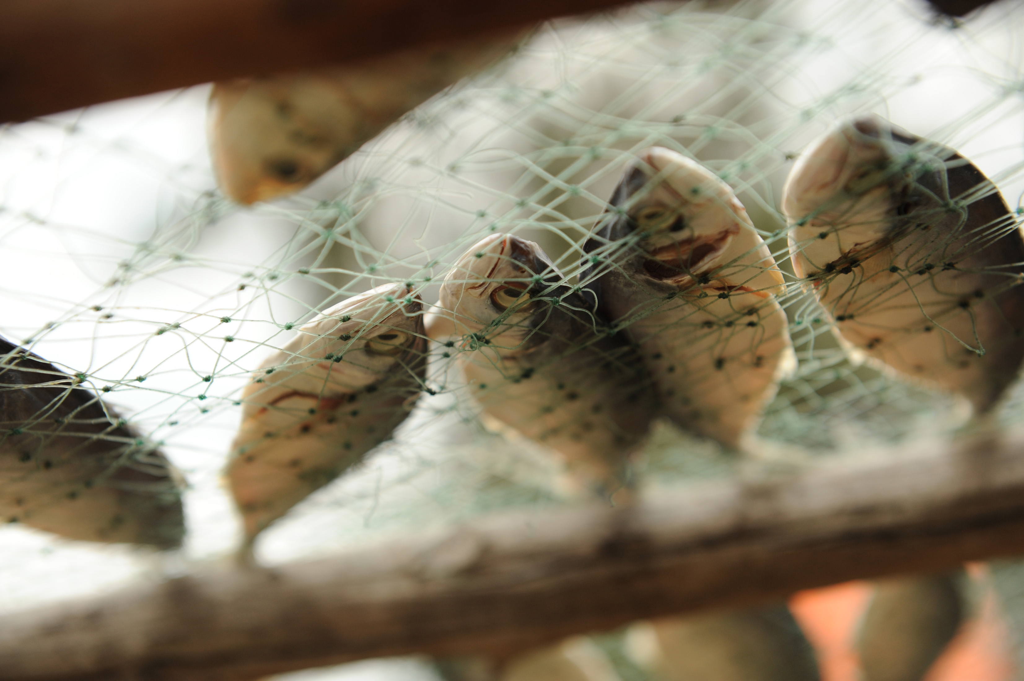 Fish on drying racks in the fishing village of Ndsalane, about 30km north of the Mozambique port city of Beira