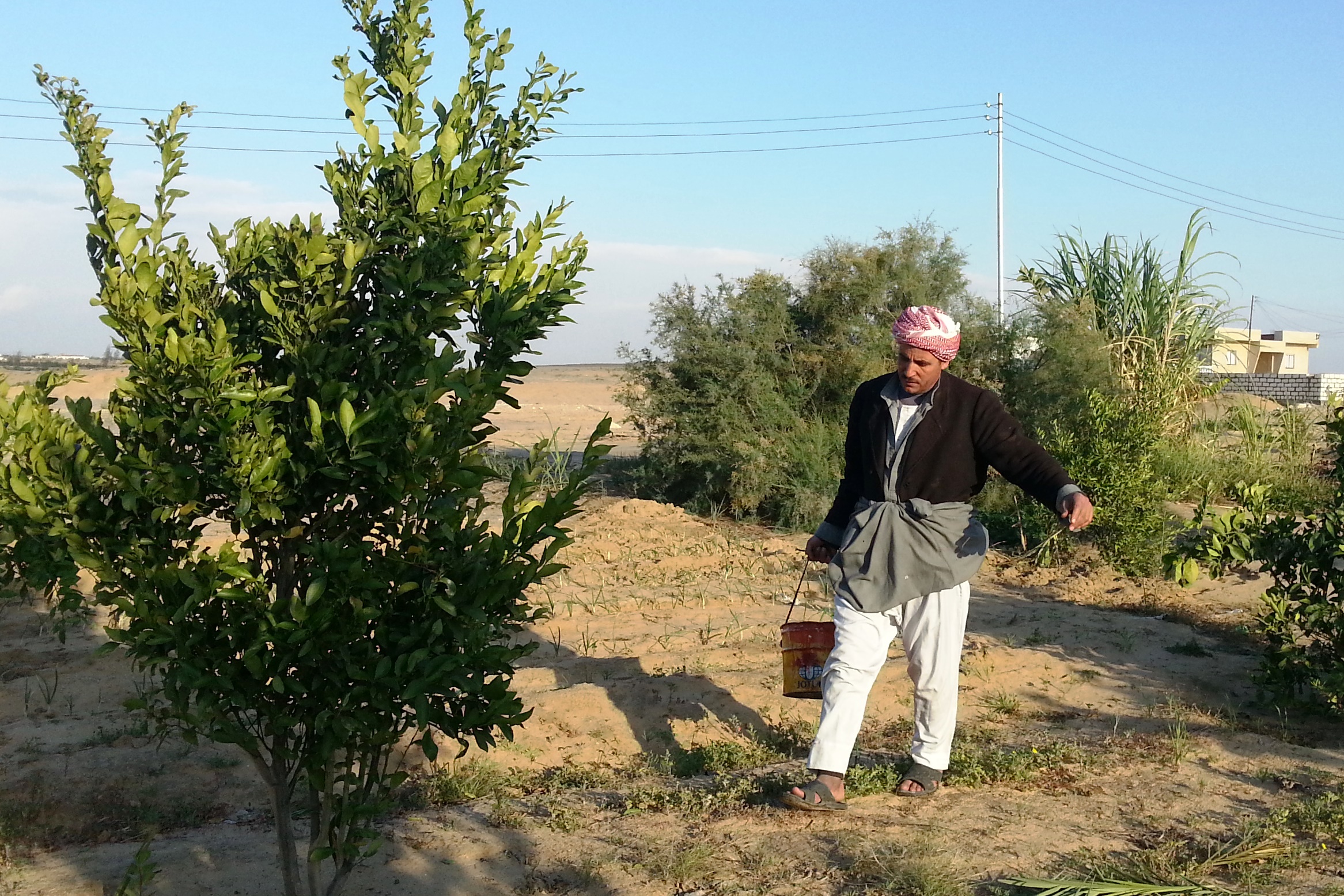 captioon A Bedouin man carries water to irrigate his trees in the village of Balloza in North Sinai, west of the governorate's capital, al-Arish. The water comes from a well as the homes here are not connected to a public water system. North Sinai is one of the mo