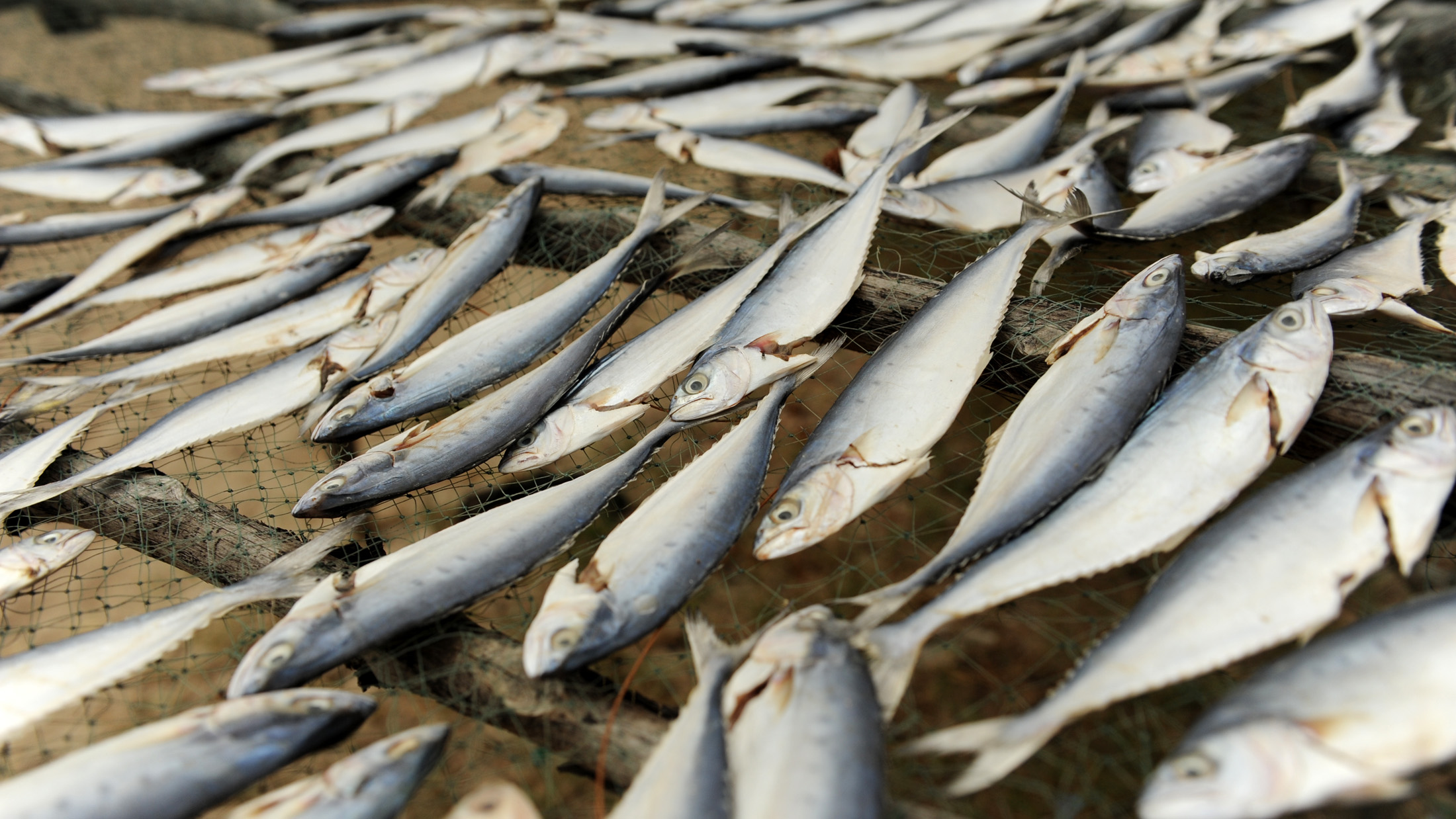 Mozambique fishermen slideshow cover