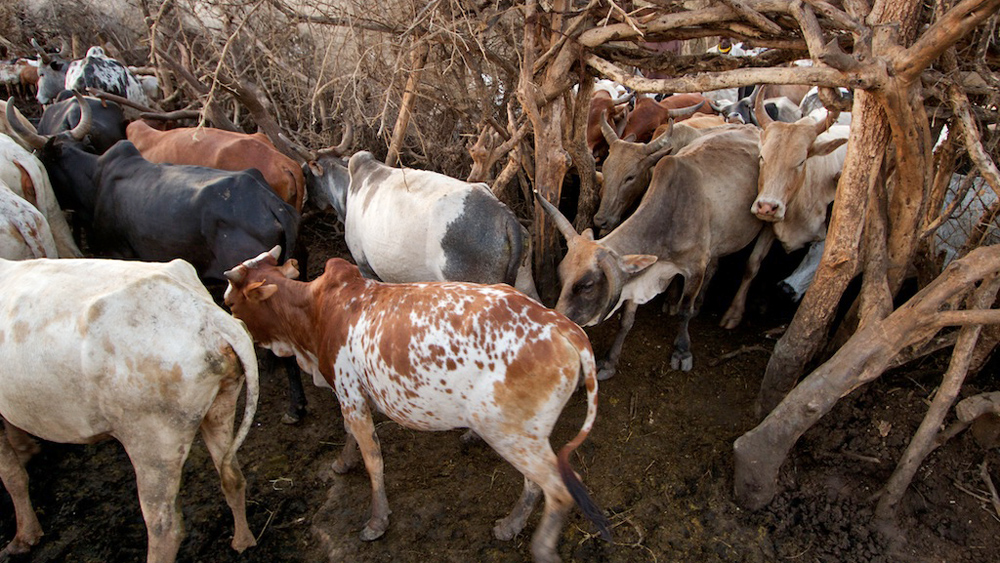 Protected Kraal in Kotido, Kaabong District in the Karamoja region, Uganda