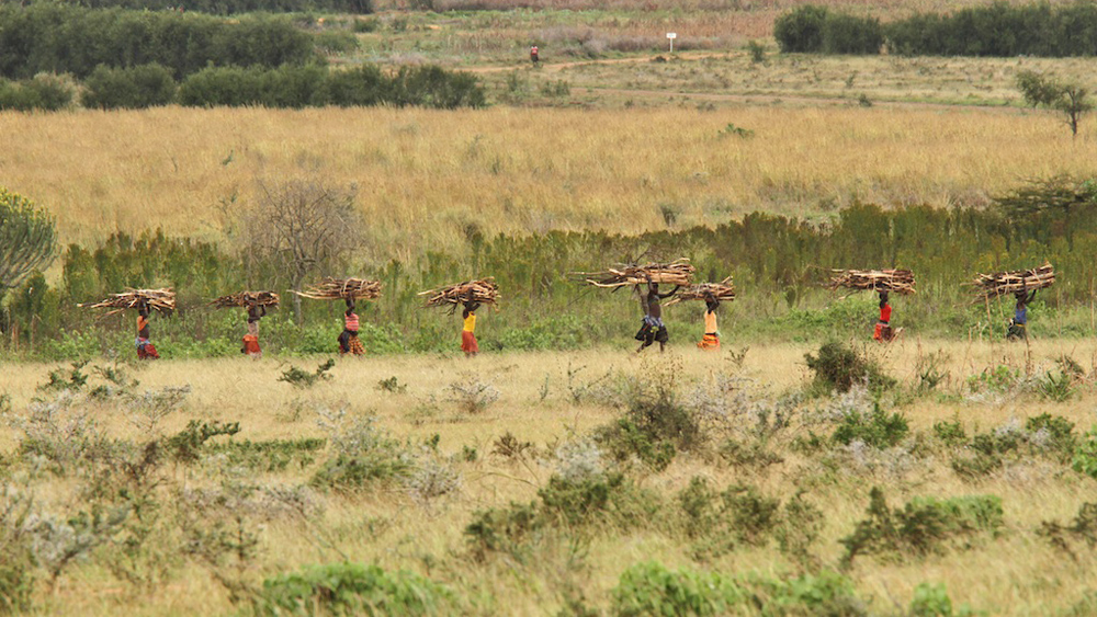 Firewood harvesting in Kotido, in the Karamoja region, Uganda