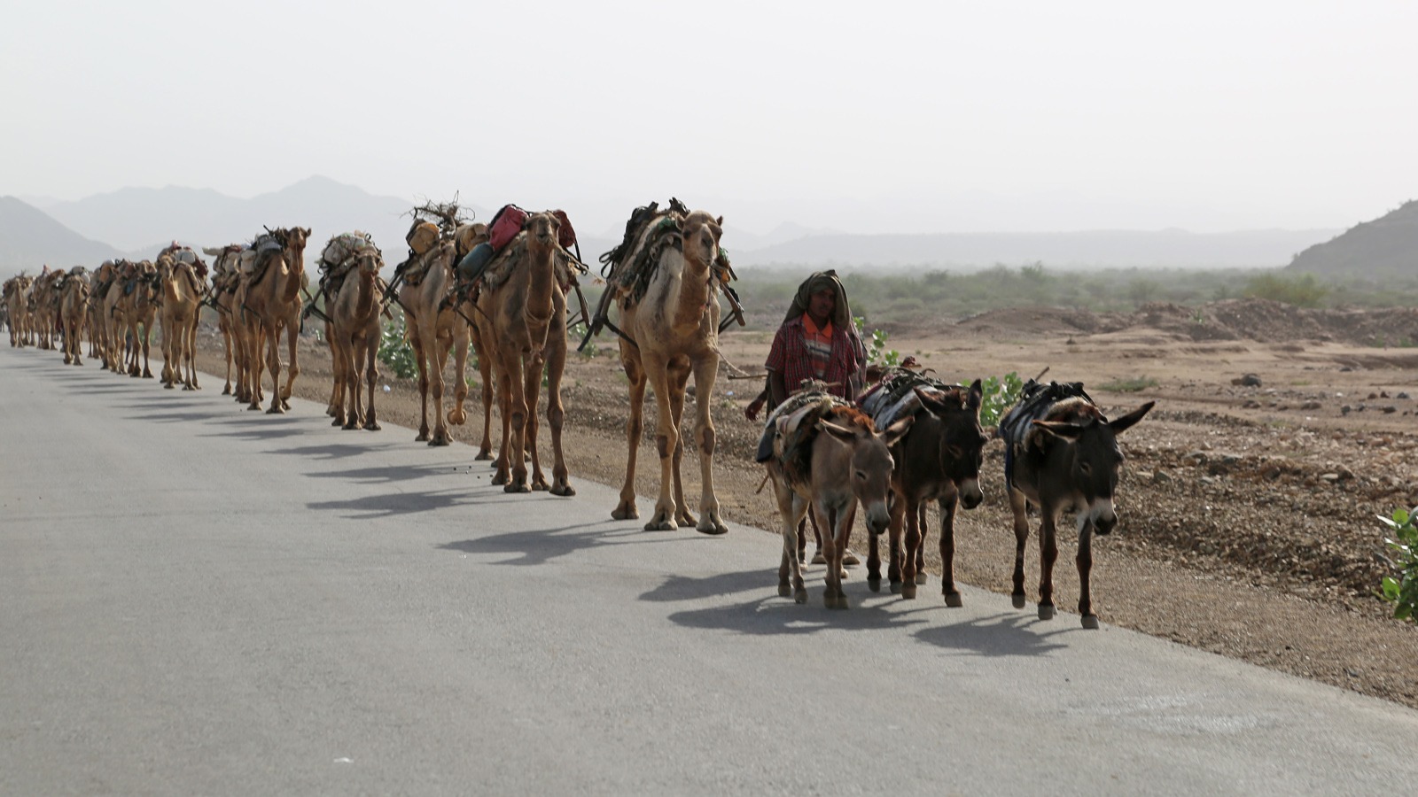 A caravan of camels in Afar carrying blocks of salt cut from the Danakil Depression area