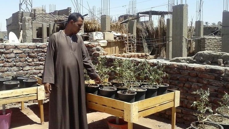 Roof gardening projects enable small families to grow their own vegetables.
