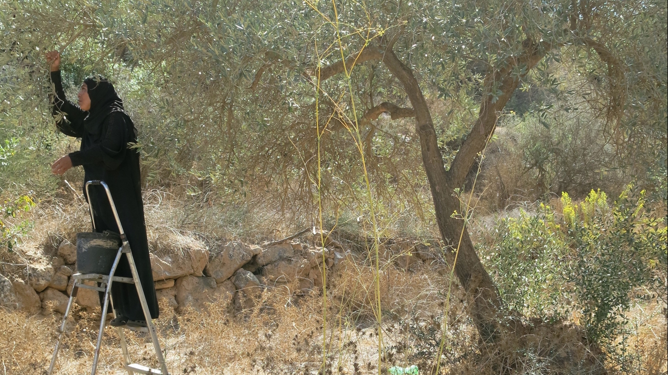 Palestinian olive pickers are often attacked by Israeli settlers. Yet some Israelis work with Palestinians to protect them and help them pick the harvests.