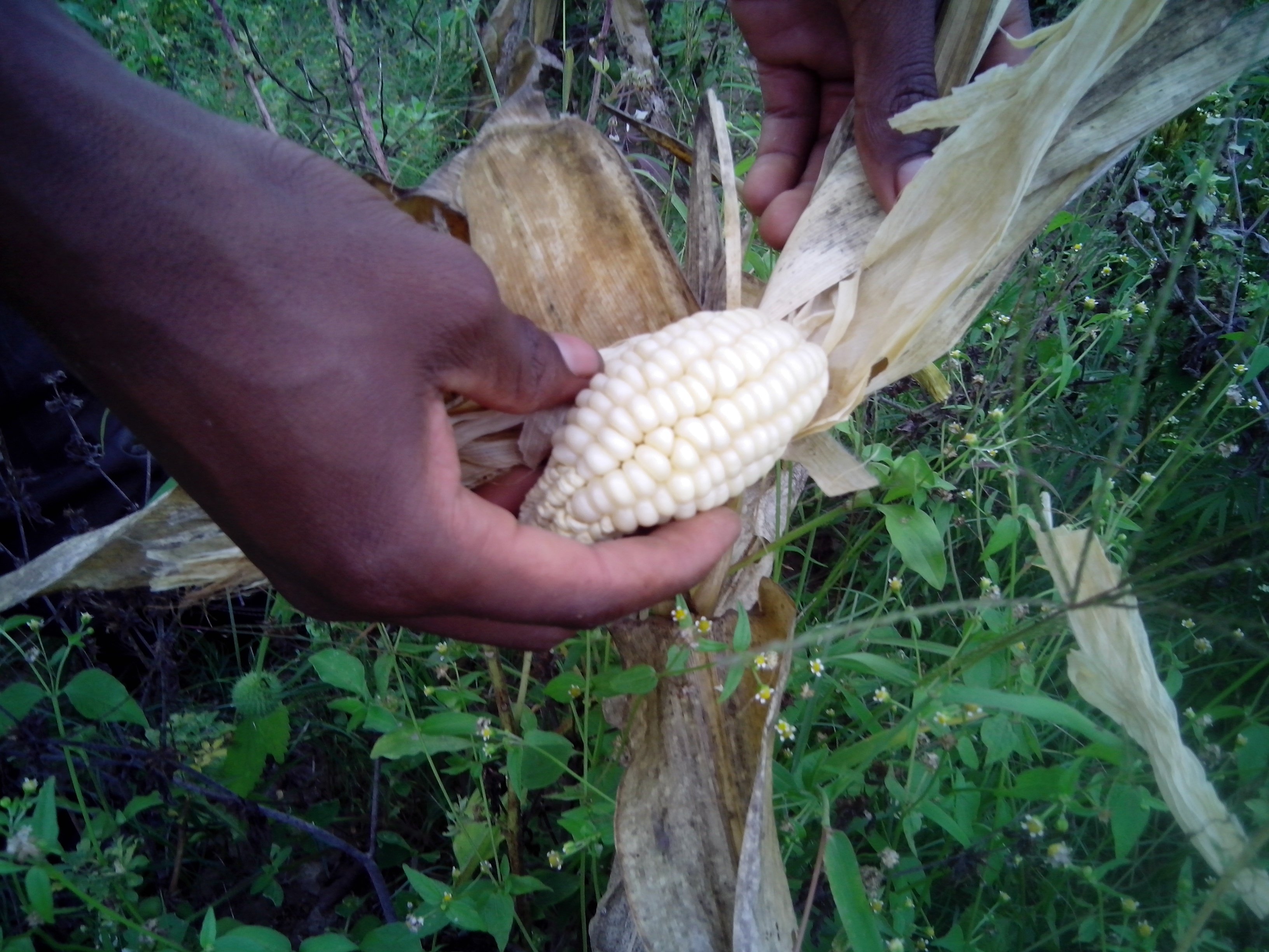 Impact of a long dry spell on maize in Mhondoro-Ngezi district, about 160km south of the capital, Harare