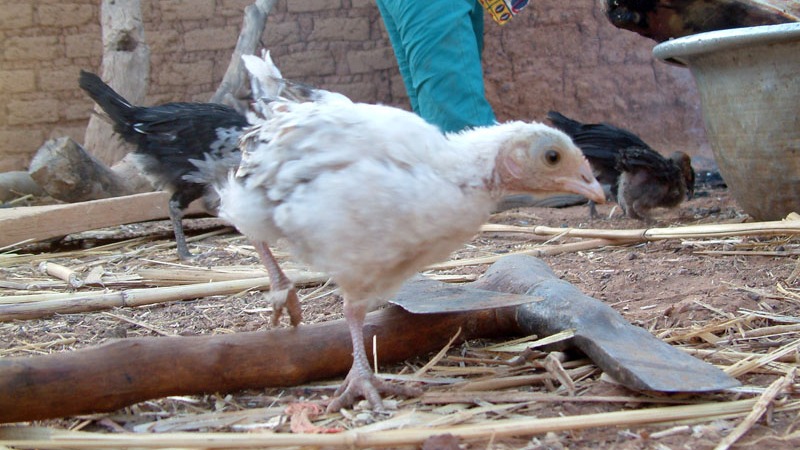 Chickens in Burkina Faso