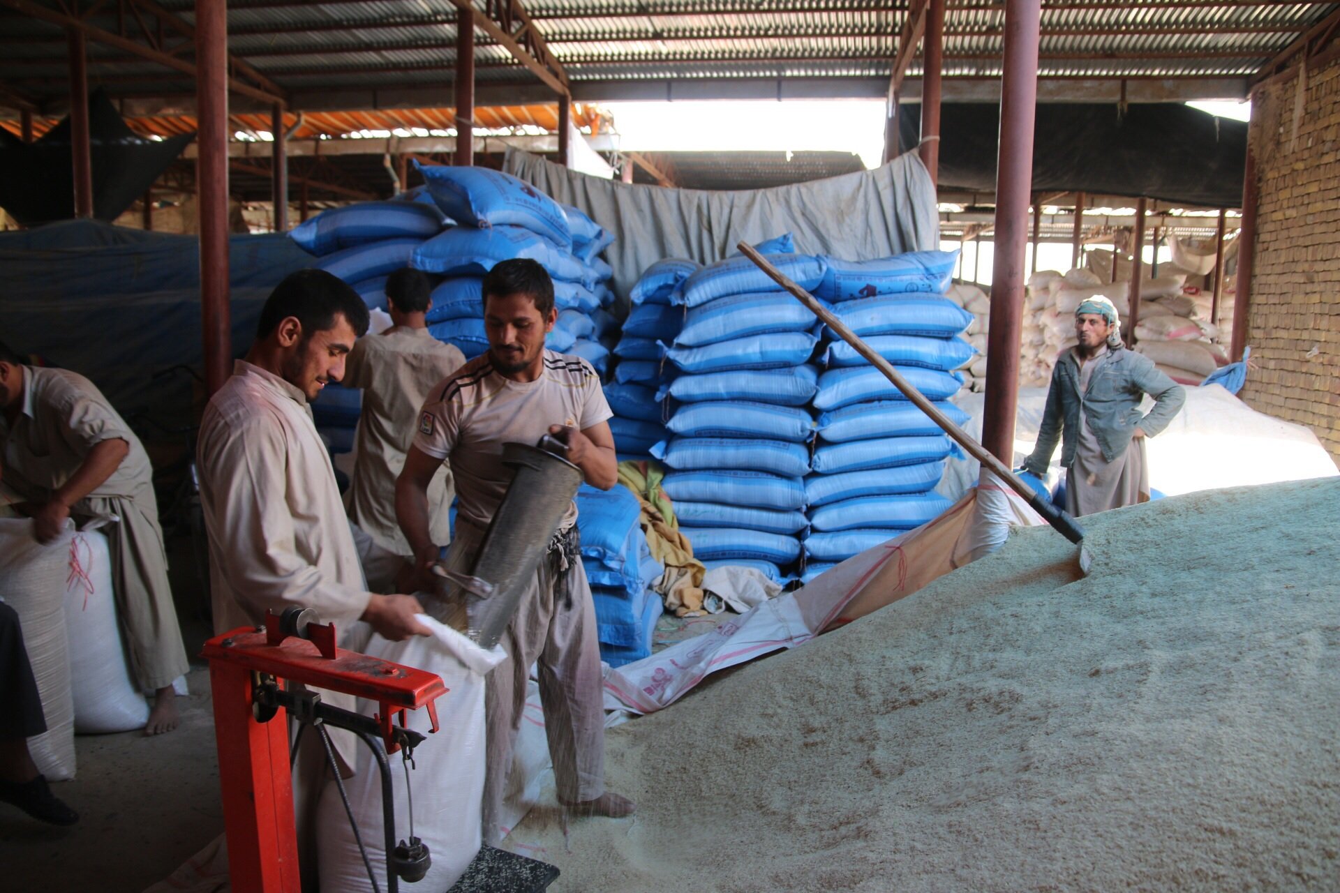 Men fill bags with freshly harvested rice at the rice market in Kunduz city, Afghanistan, in November 2015