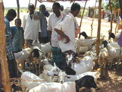 [Somalia] livestock in Somalia.