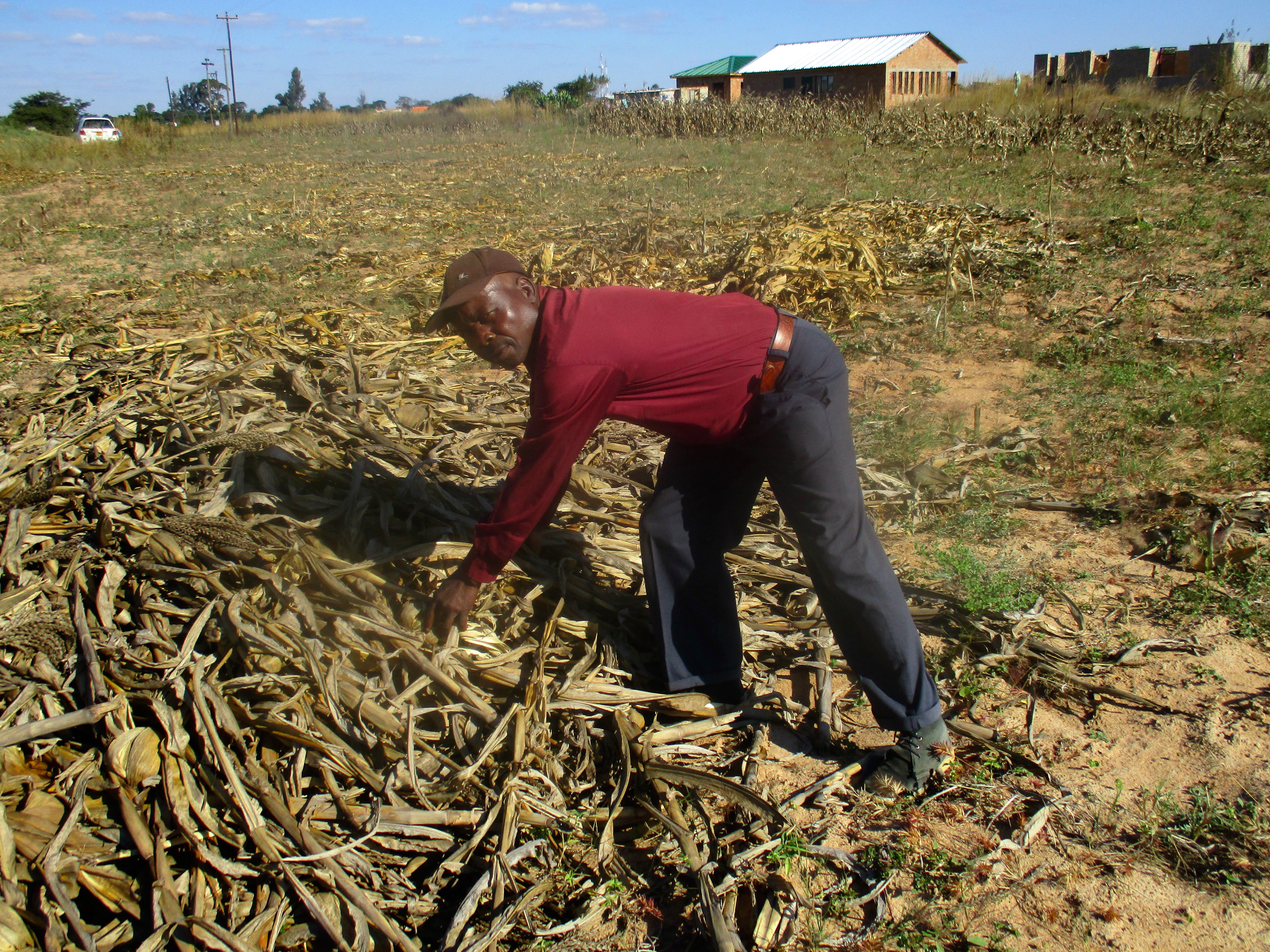 A Zimbabwe farmer gathers crop residue