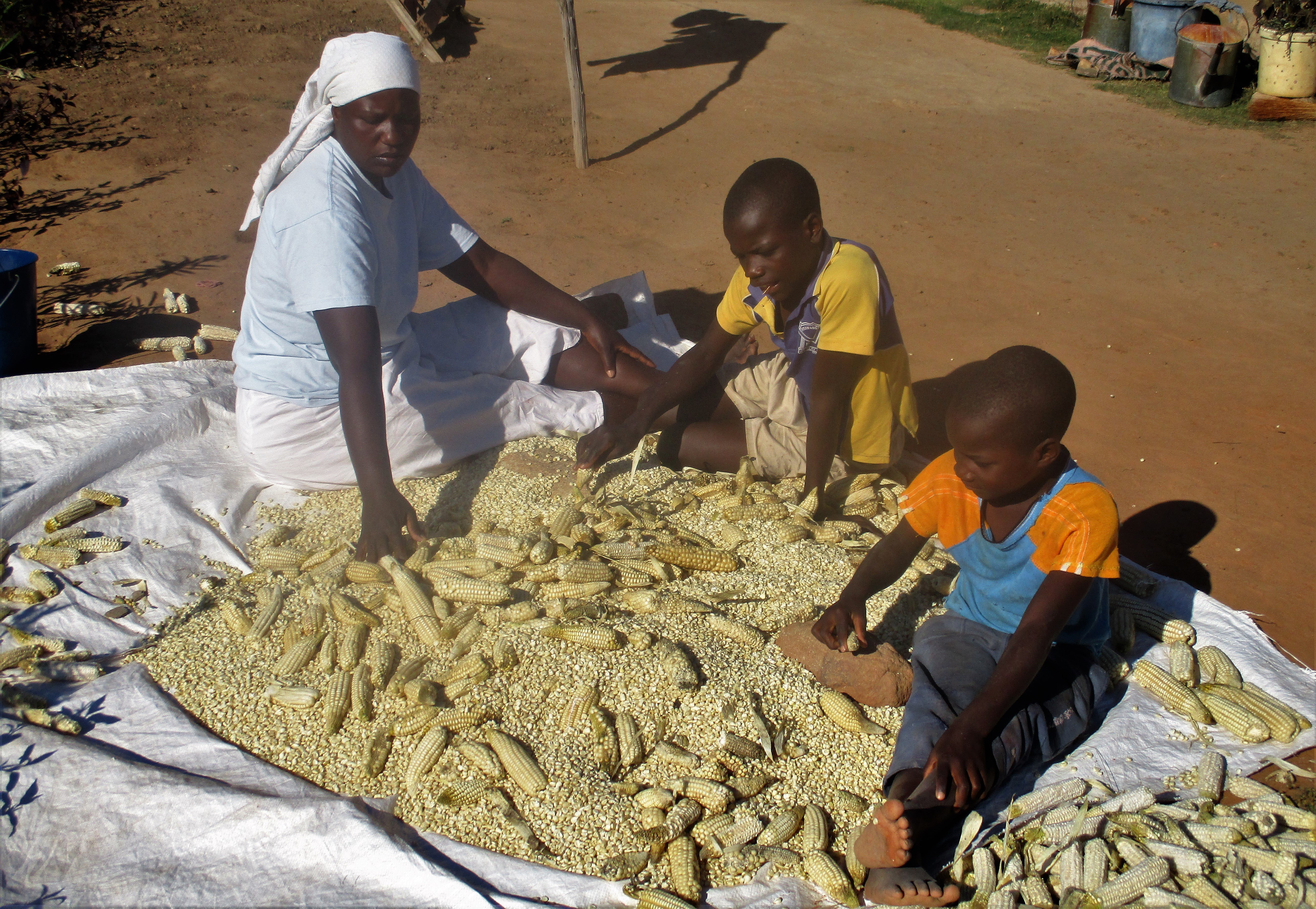 A Zimbabwean farmer with her maize harvest