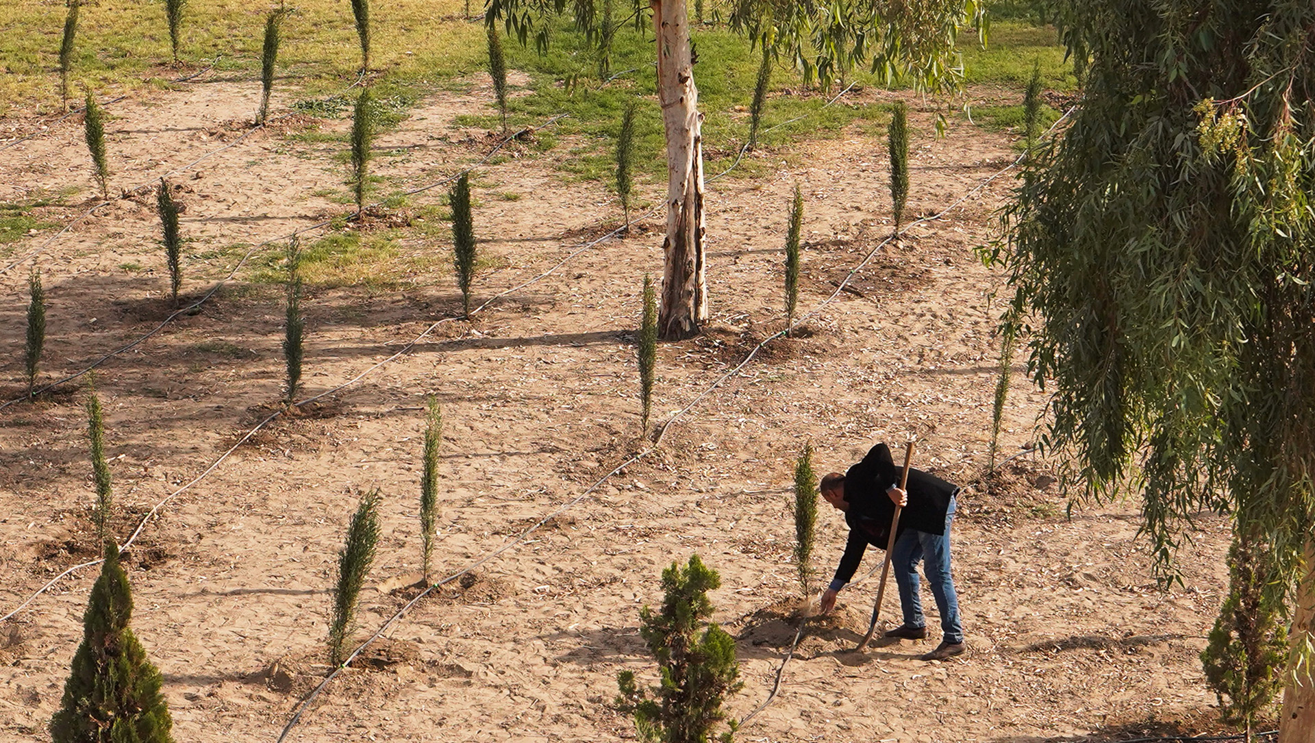 A man plants a tree on an arid patch of ground.