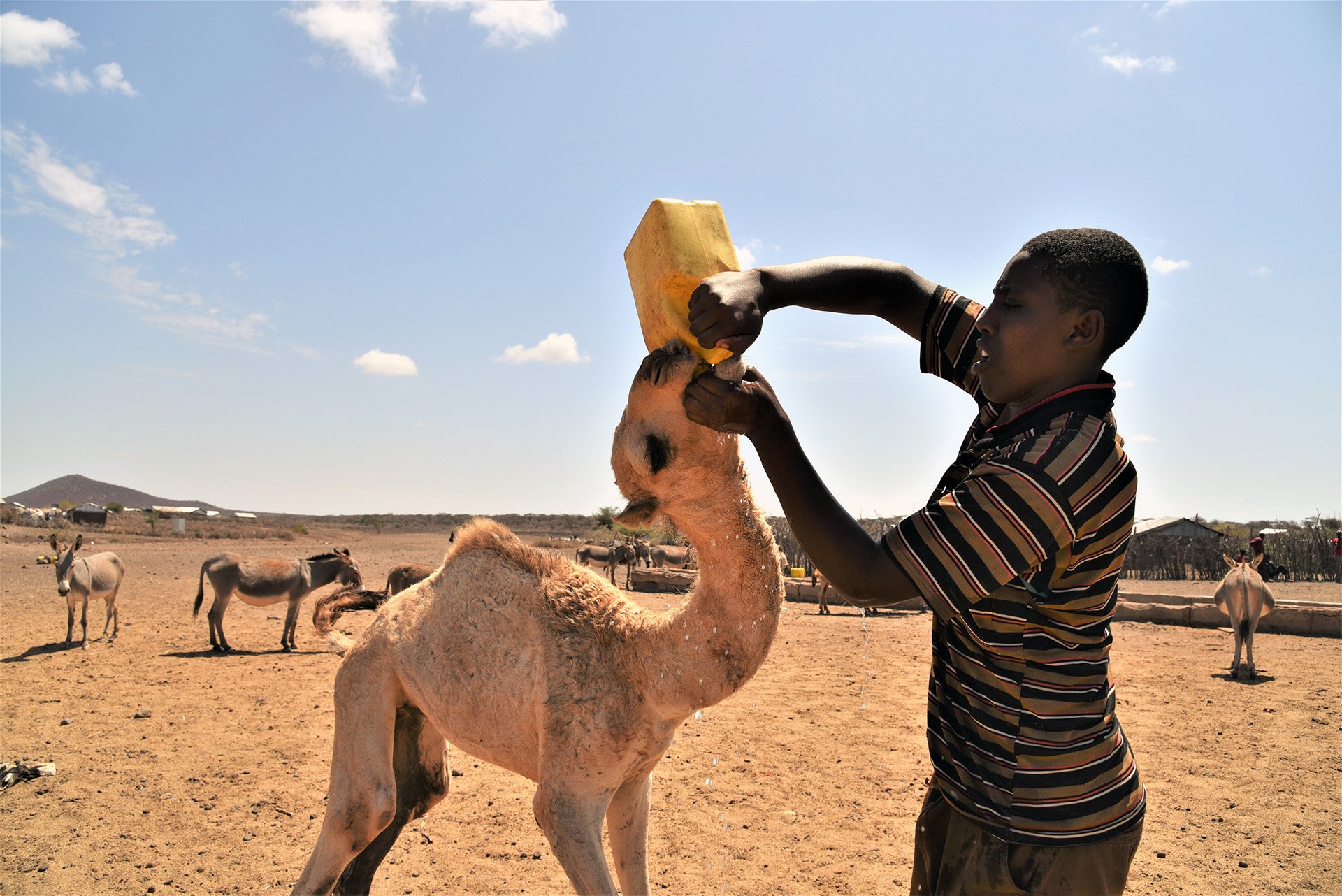 A young man gives a camel water from a plastic jug.