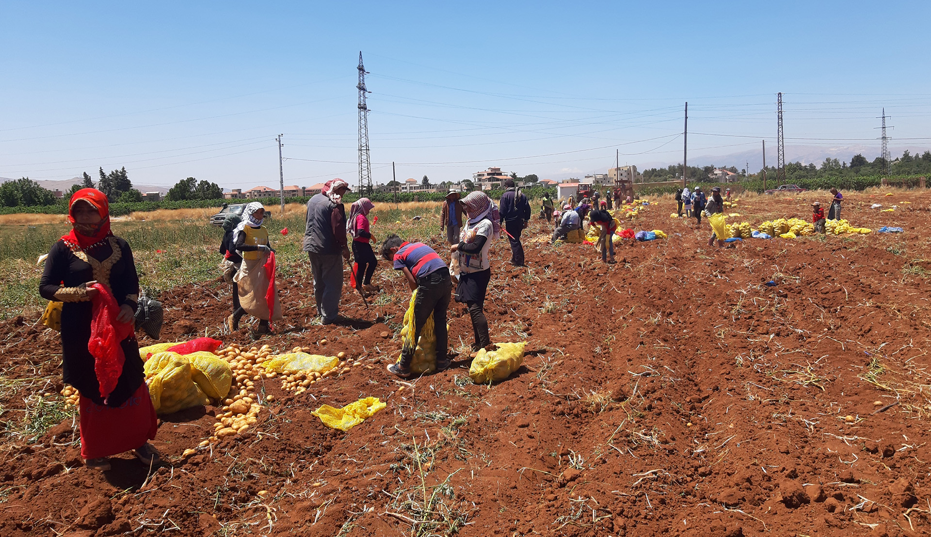 Agriculture workers harvest potatoes in Lebanon