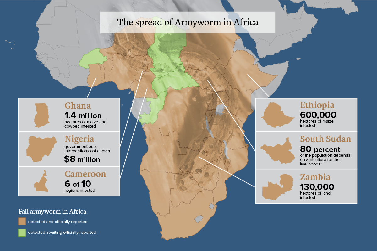 Fall armyworm Fall armyworm