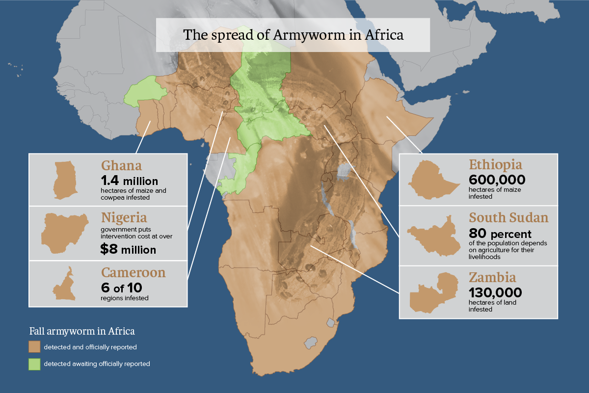 Fall armyworm