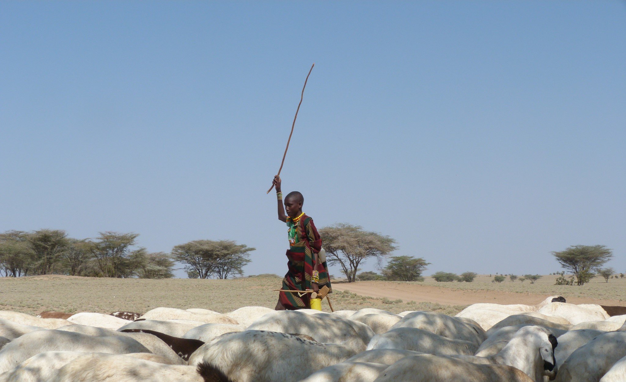 Man herds goats